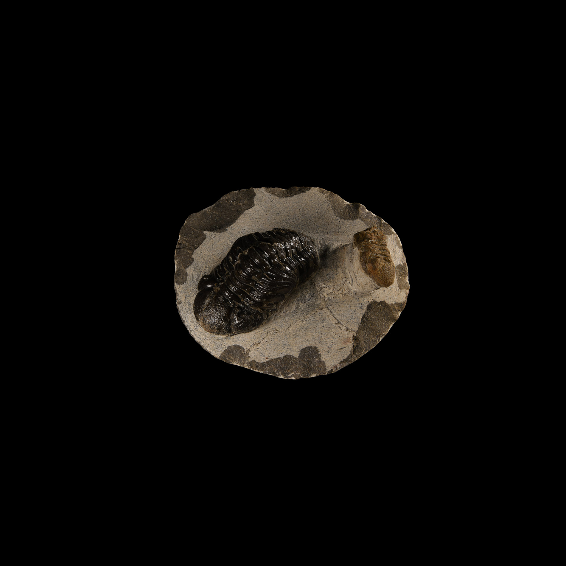 Natural History - Fossil Megalomanicus Trilobites