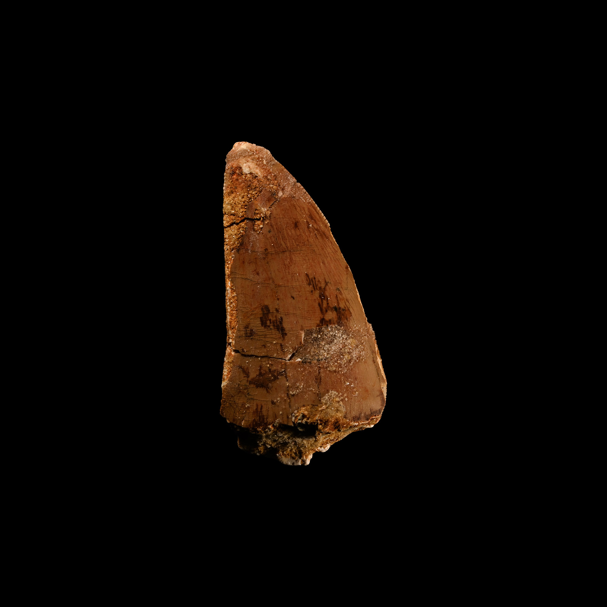 Natural History - Fossil 'African T-rex' Dinosaur Tooth
