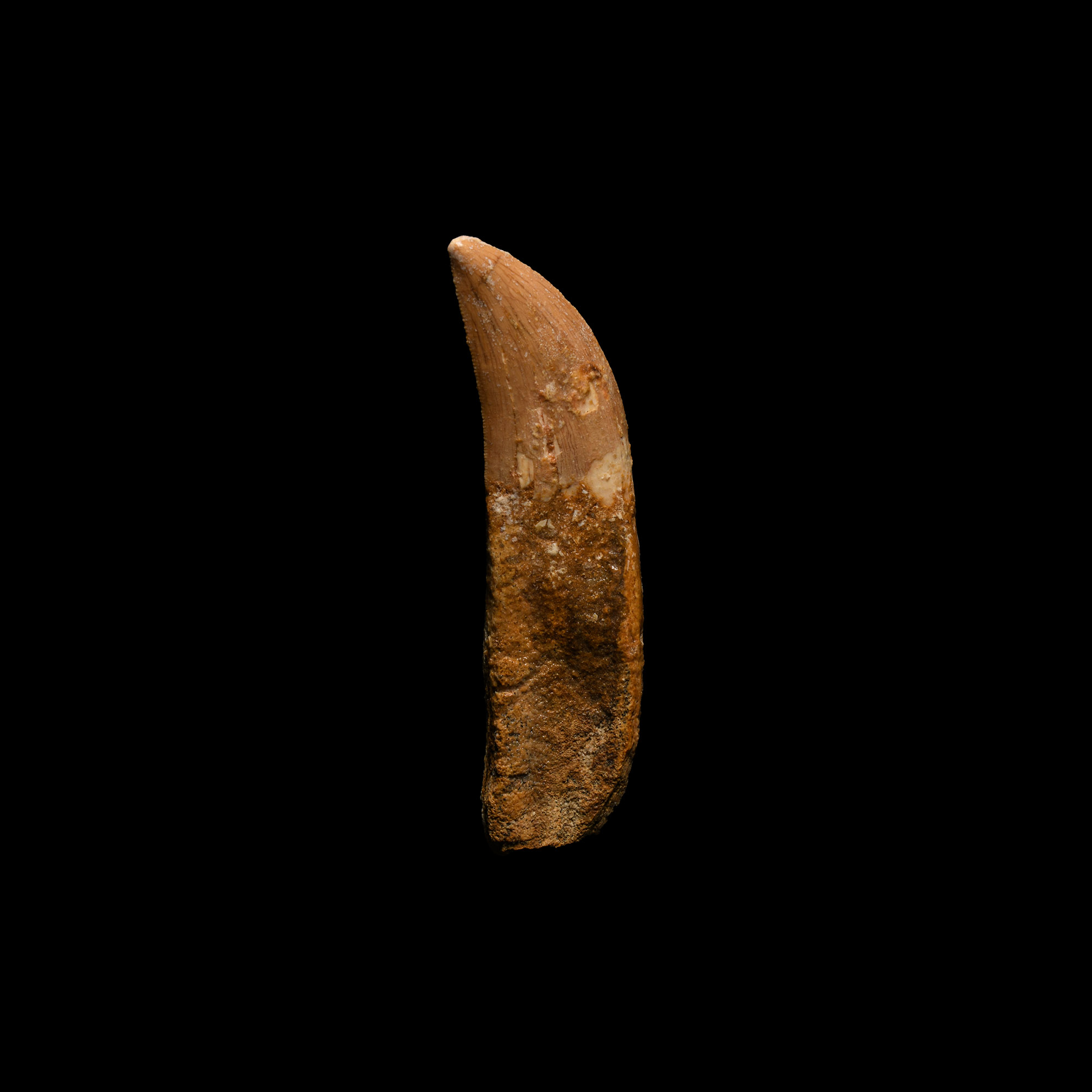 Natural History - Fossil African 'T-rex' Dinosaur Tooth with Root