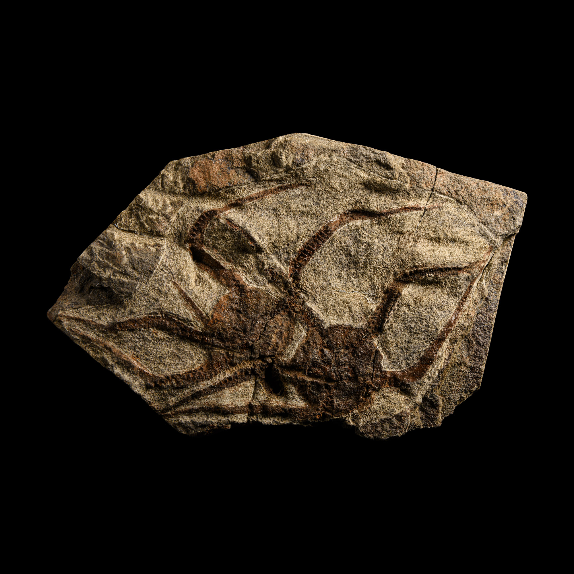 Natural History - Fossil Brittle Stars