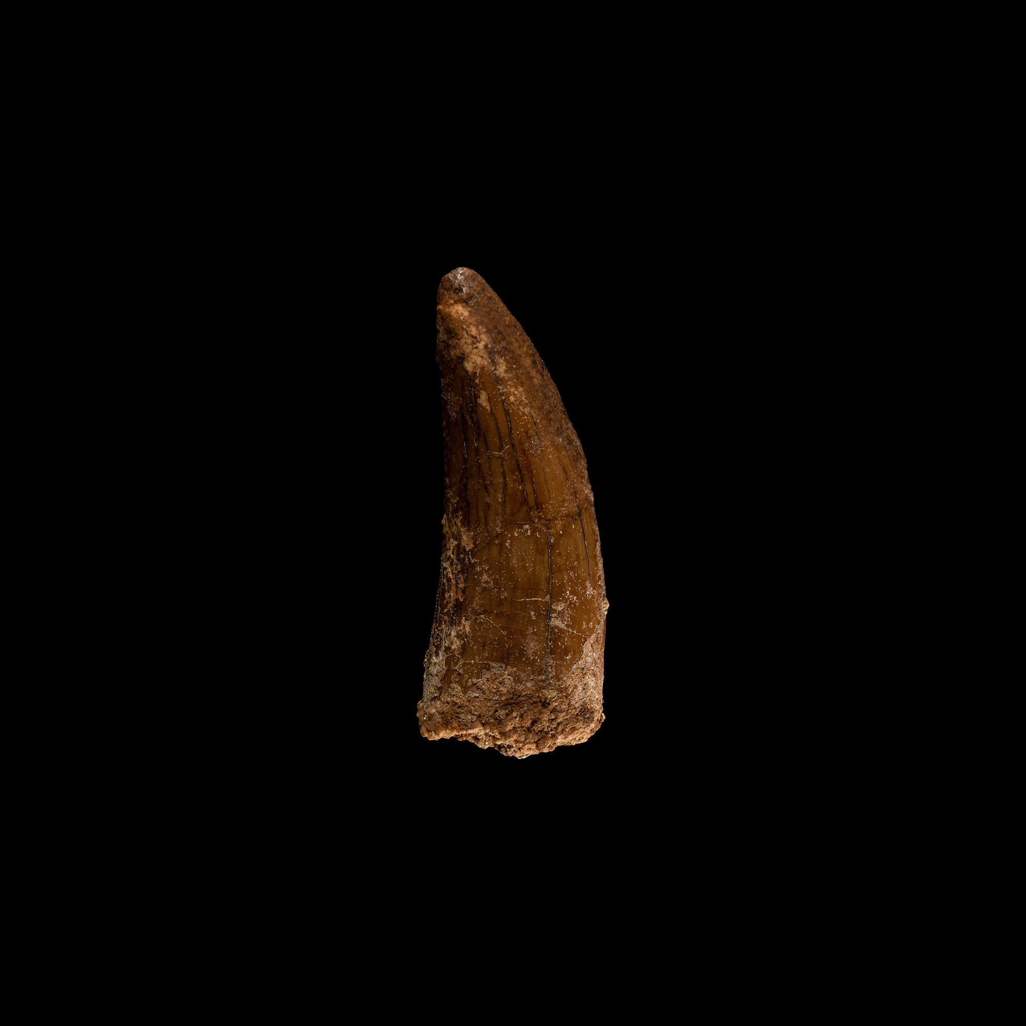 Natural History - Fossil 'African T-rex' Dinosaur Tooth
