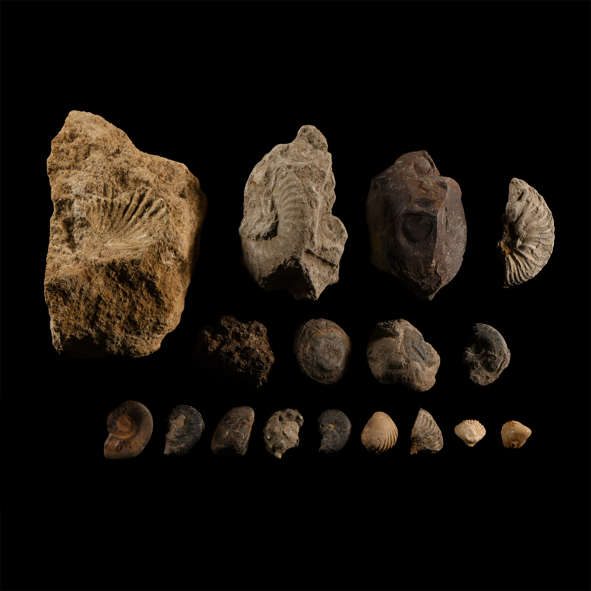 Natural History - Mixed Fossil Group