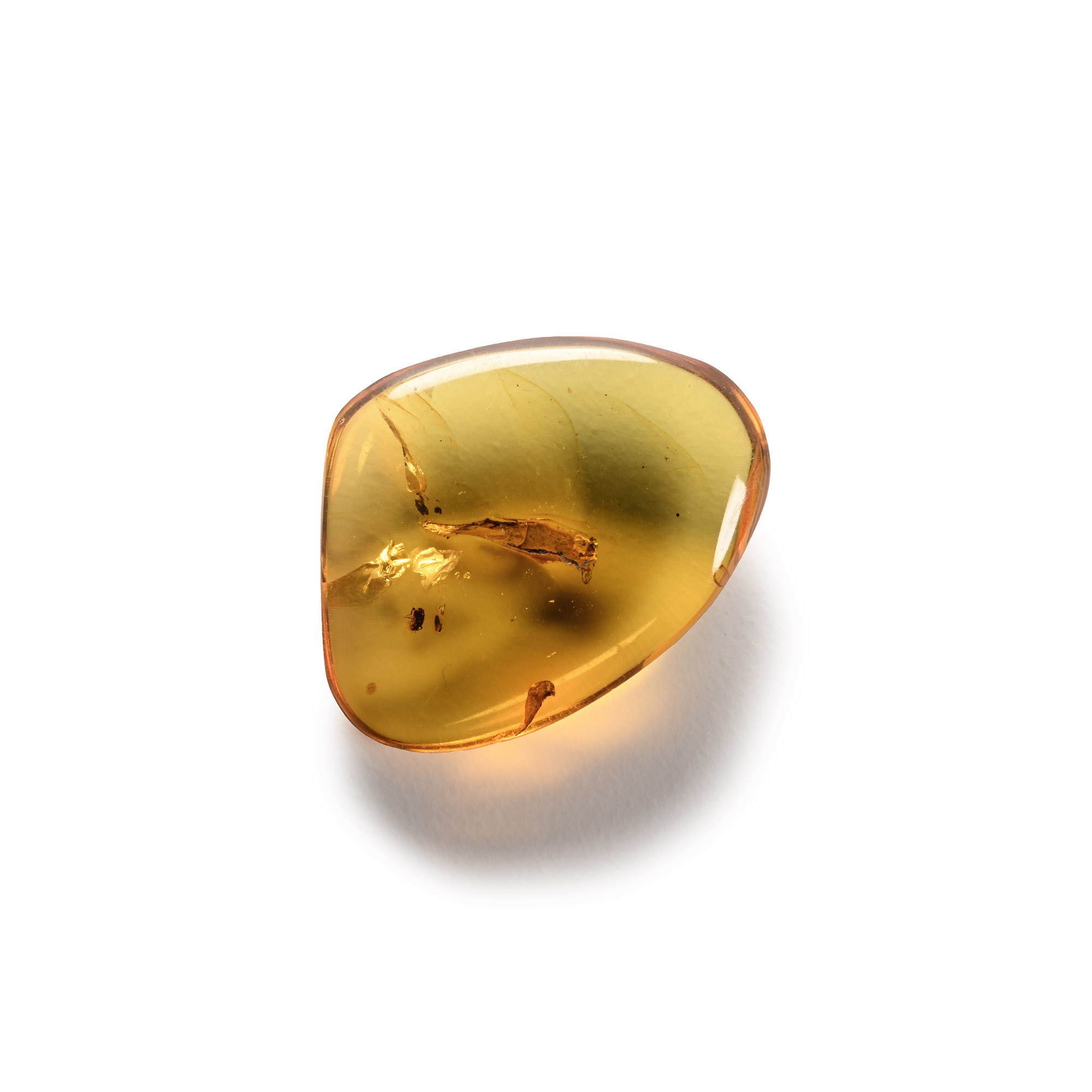 Natural History - Amber with Insect Inclusions