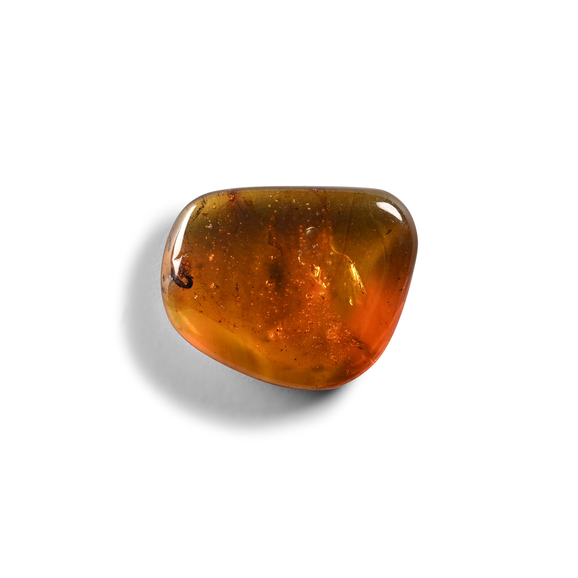 Natural History - Amber with Insect Inclusions