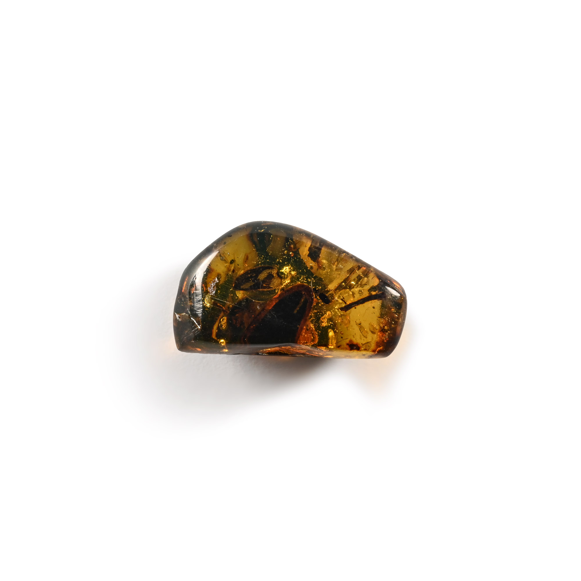 Natural History - Amber with Insect Inclusions