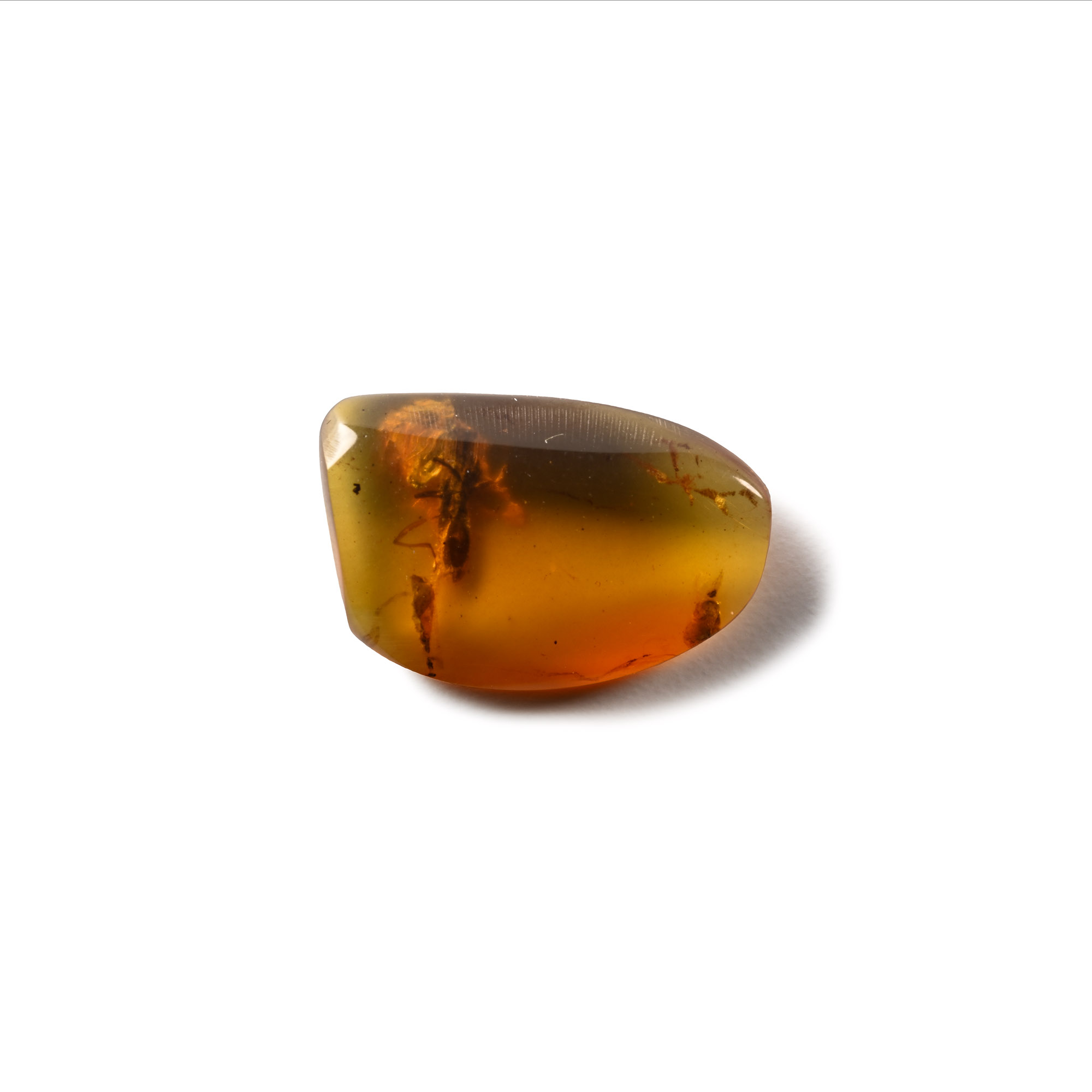 Natural History - Amber with Insect Inclusions
