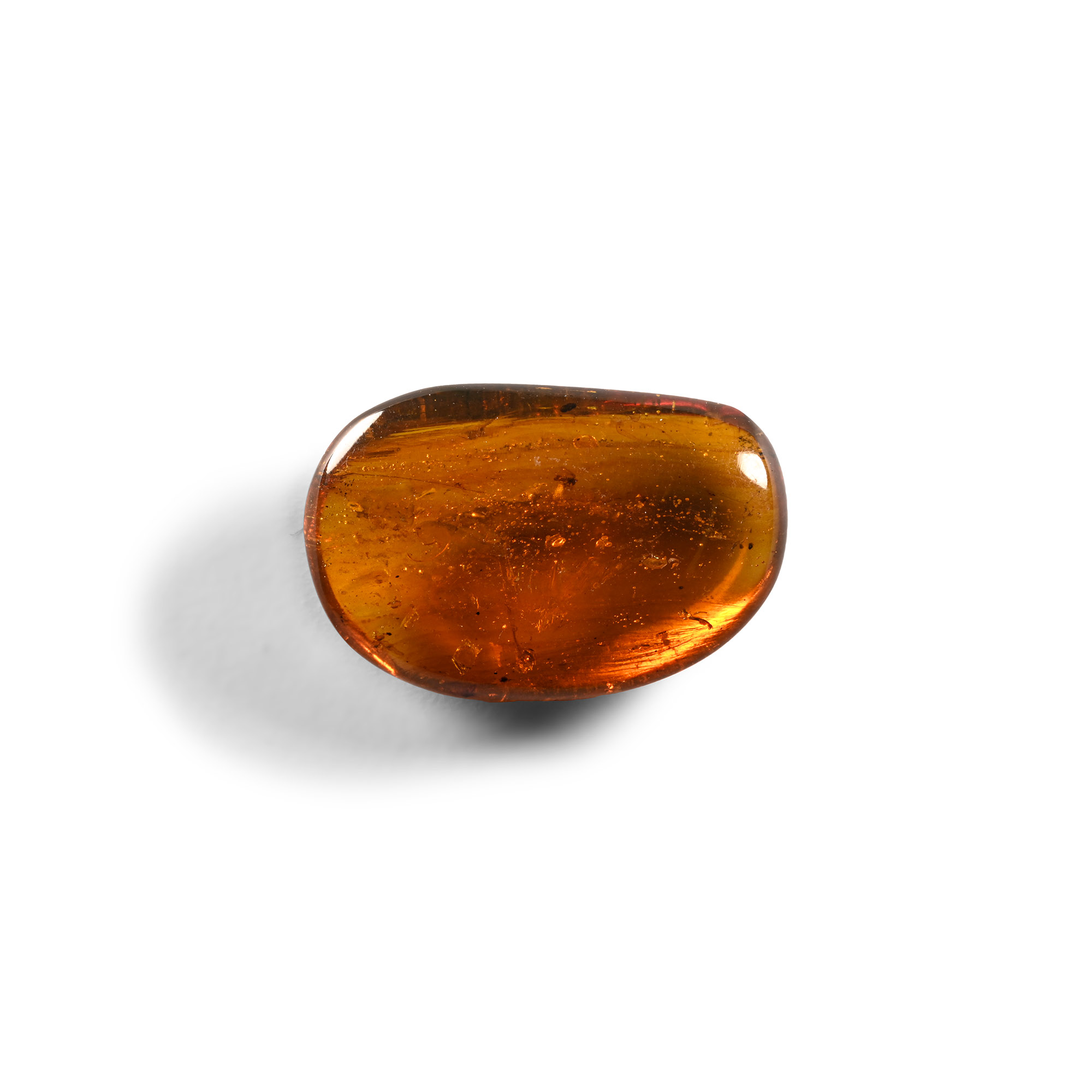Natural History - Amber with Insect Inclusions