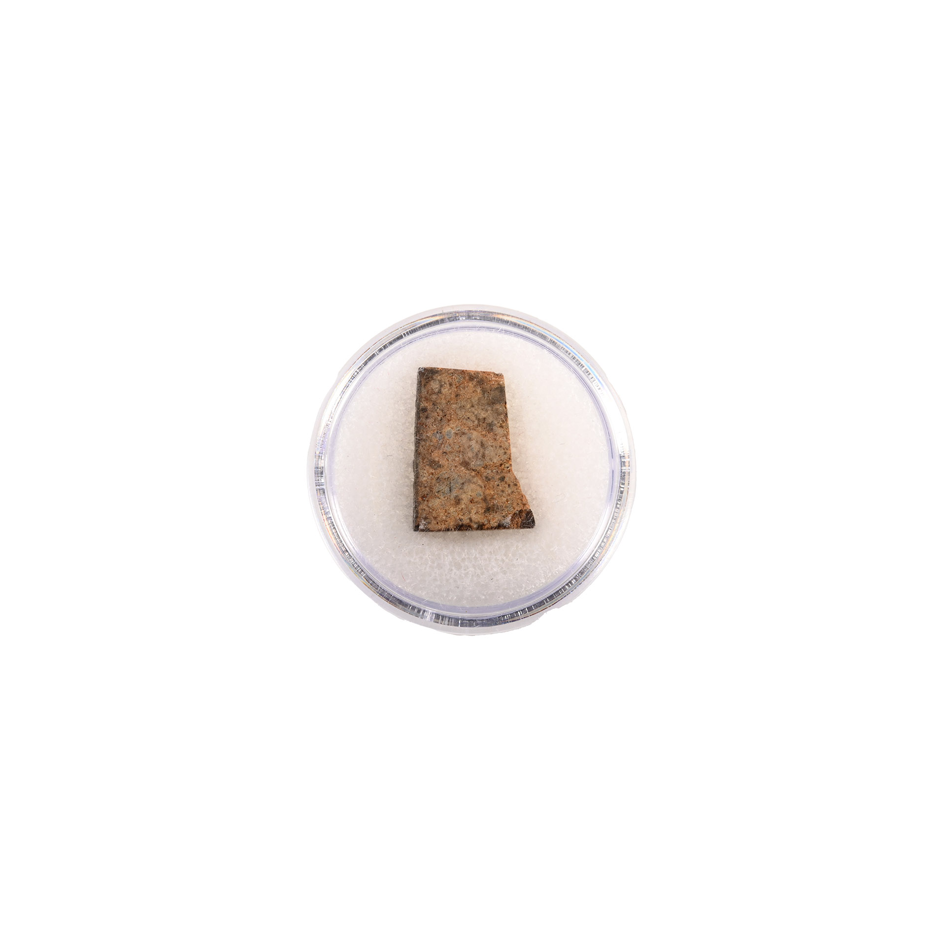 Natural History - NWA 073 L6 Chondrite Meteorite Slice in Gem Case