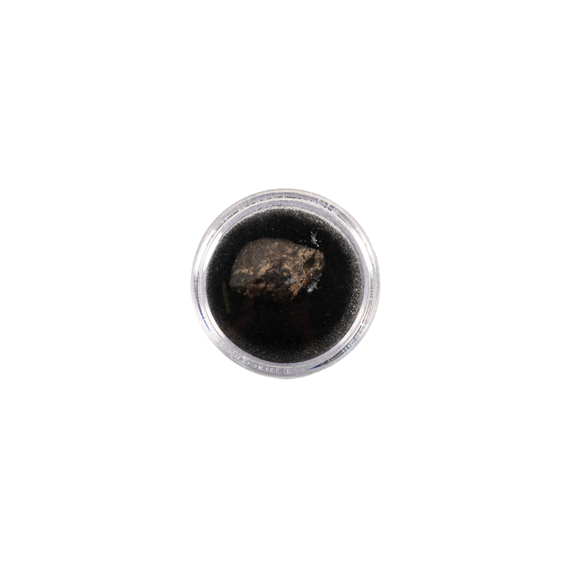 Natural History - NWA 869 L6 Chondrite Meteorite in Gem Case