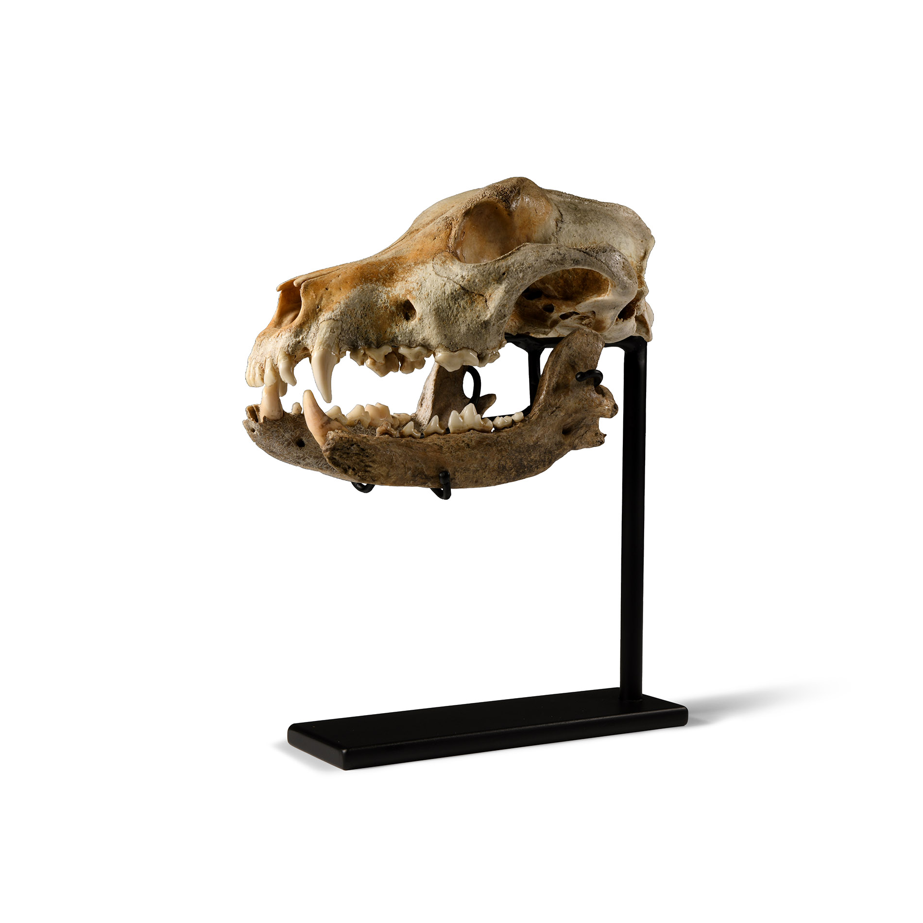 Natural History - Canis Teilhardi Wolf's Skull