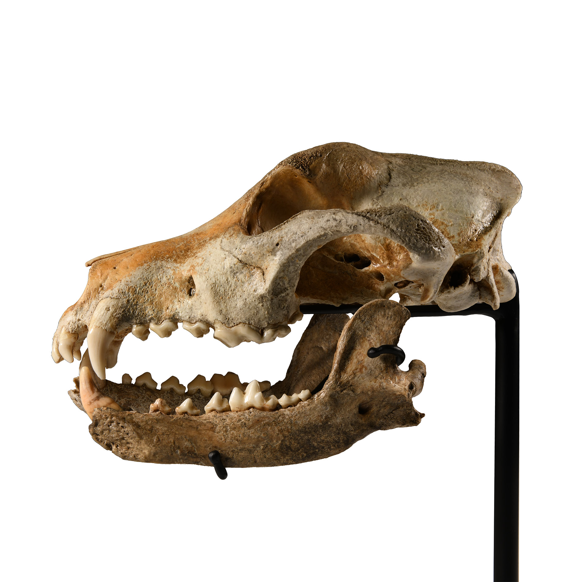 Natural History - Canis Teilhardi Wolf's Skull