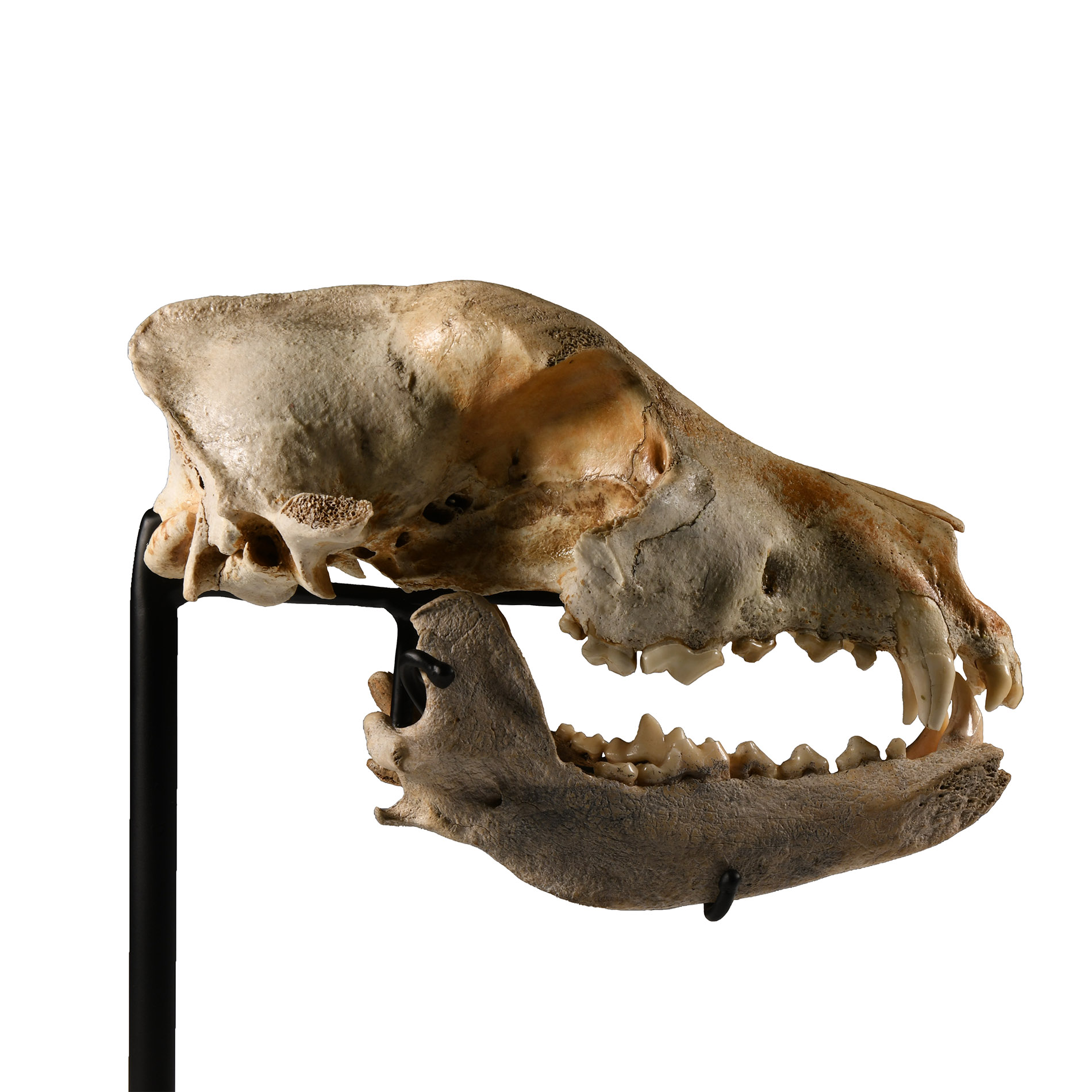 Natural History - Canis Teilhardi Wolf's Skull
