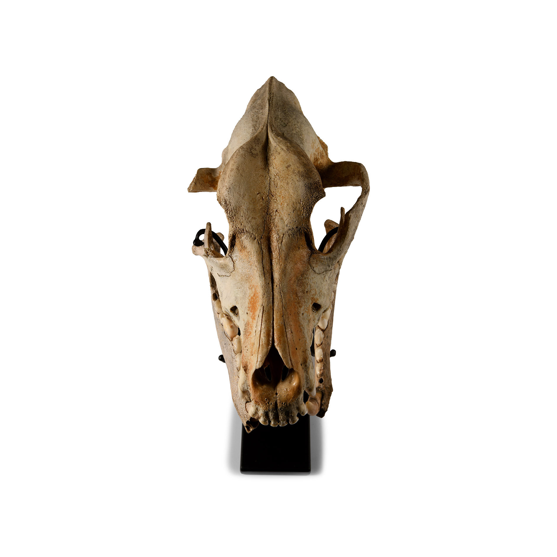 Natural History - Canis Teilhardi Wolf's Skull