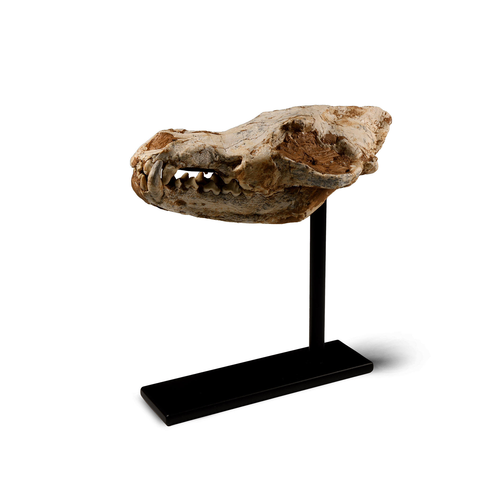 Natural History - Canis Teilhardi Ice Age Wolf's Skull