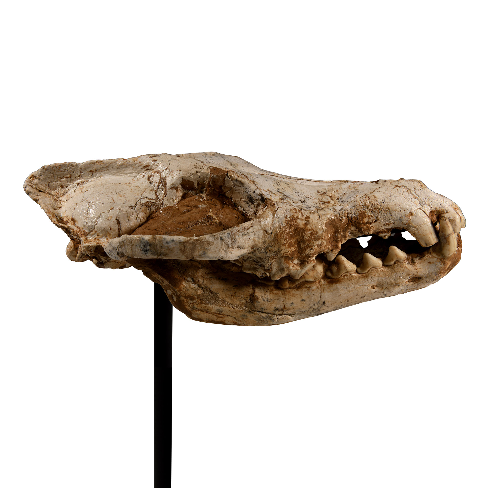 Natural History - Canis Teilhardi Ice Age Wolf's Skull