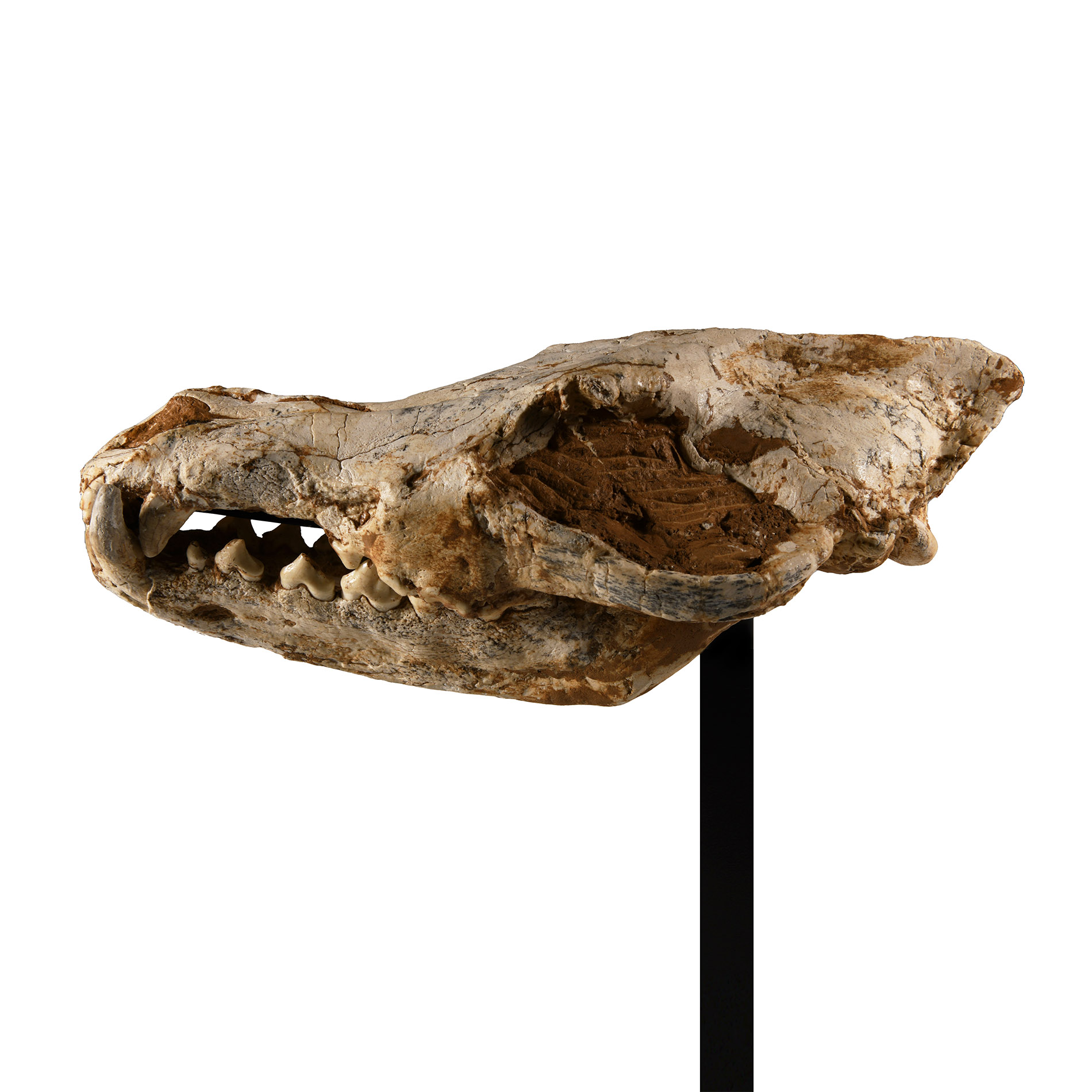 Natural History - Canis Teilhardi Ice Age Wolf's Skull