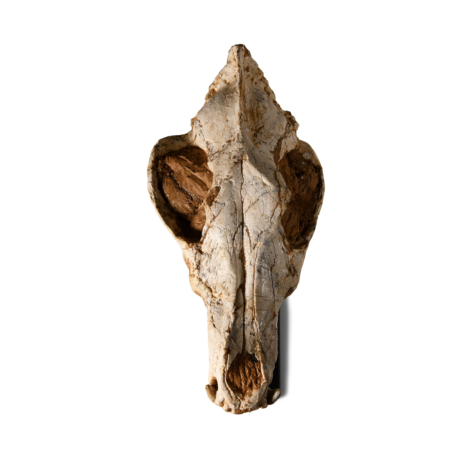 Natural History - Canis Teilhardi Ice Age Wolf's Skull