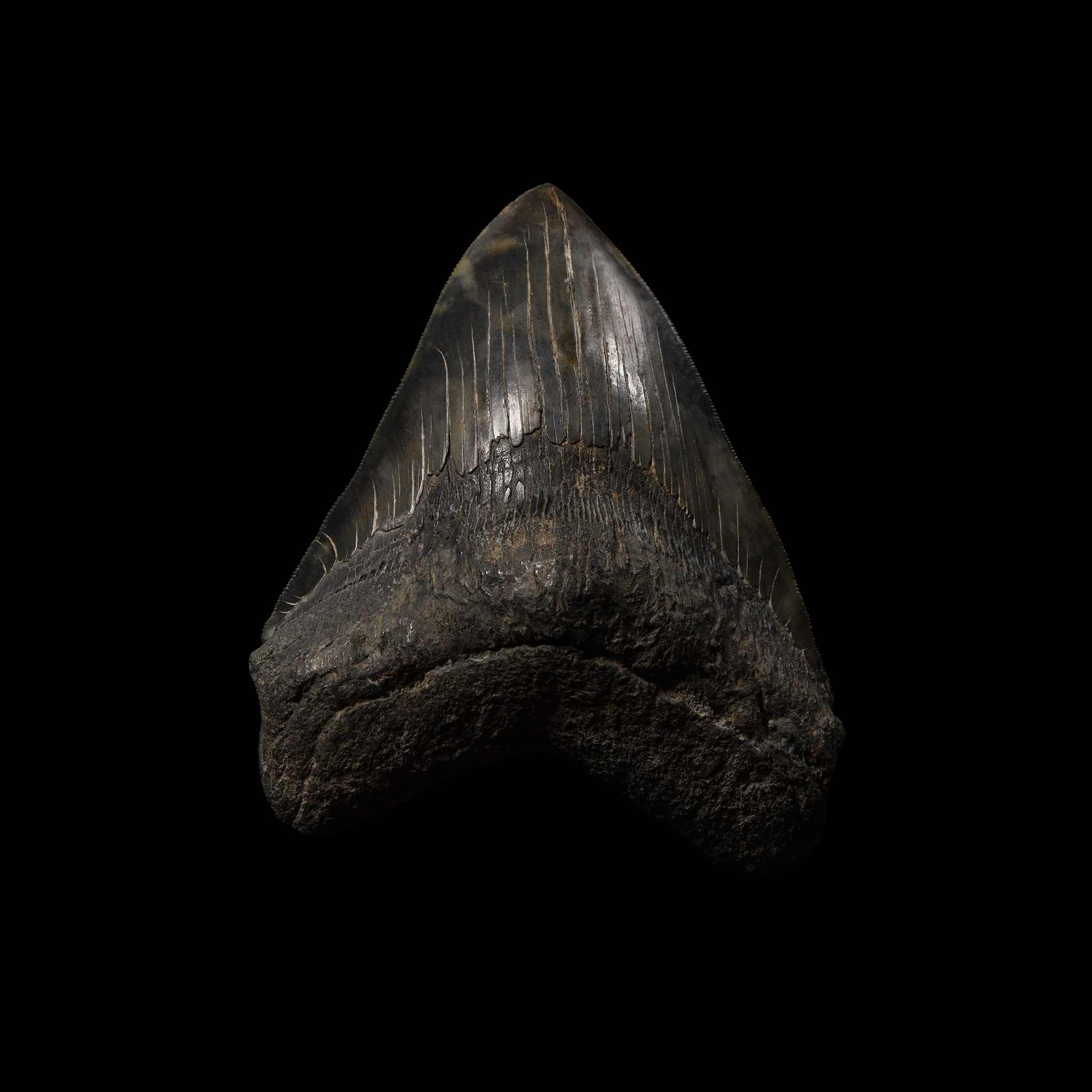 Natural History - Large Fossil Megalodon Giant Shark's Tooth