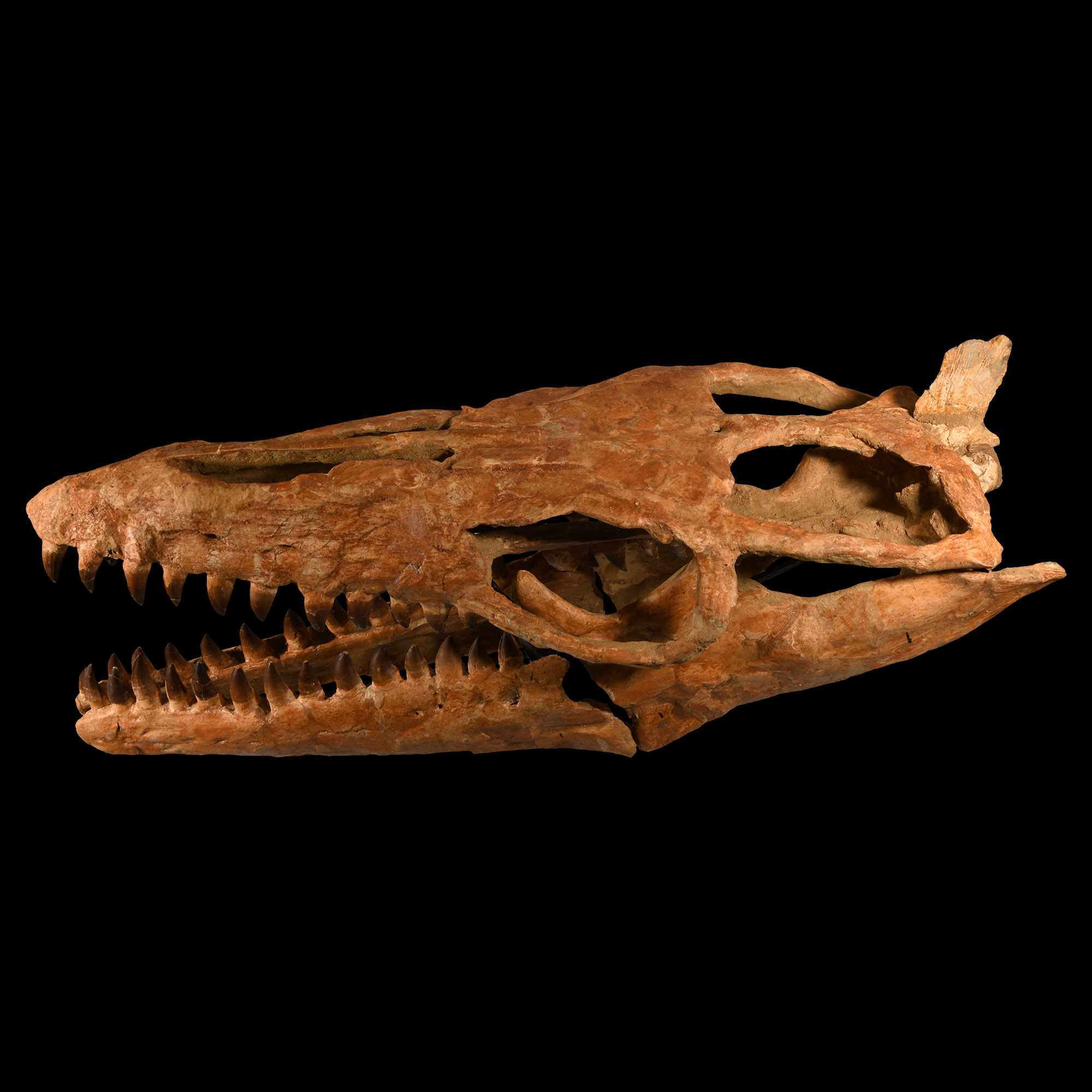 Natural History - Mosasaur 'Marine Dinosaur' Skull