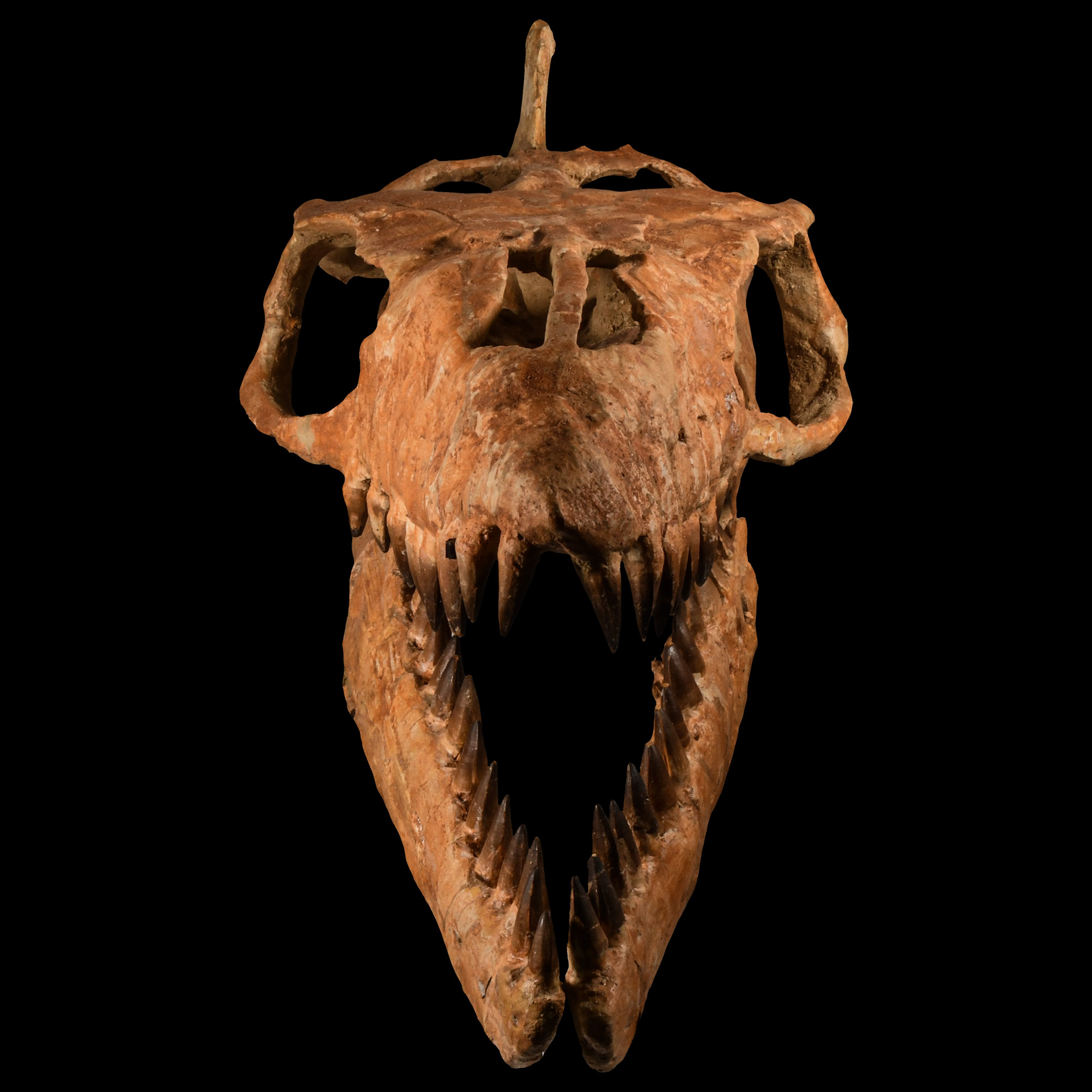 Natural History - Mosasaur 'Marine Dinosaur' Skull