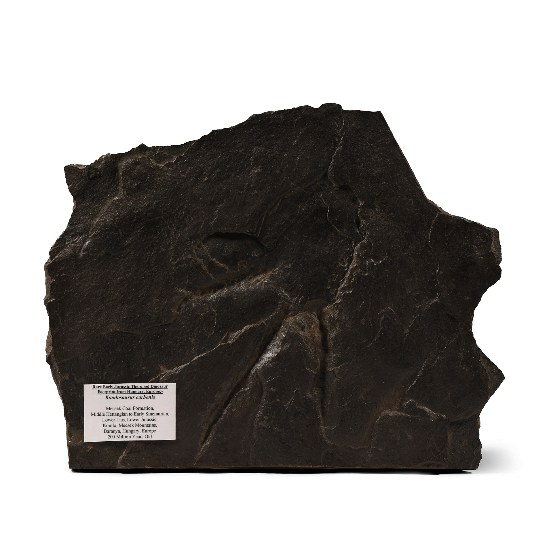 Natural History - Footprint of a Theropod Dinosaur