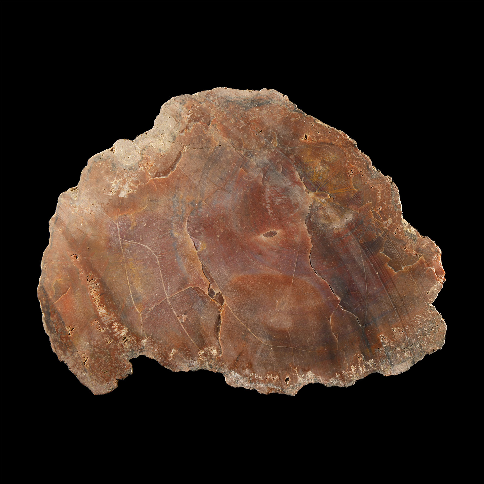 Natural History - Unpolished Cut Fossil Tree Trunk Section