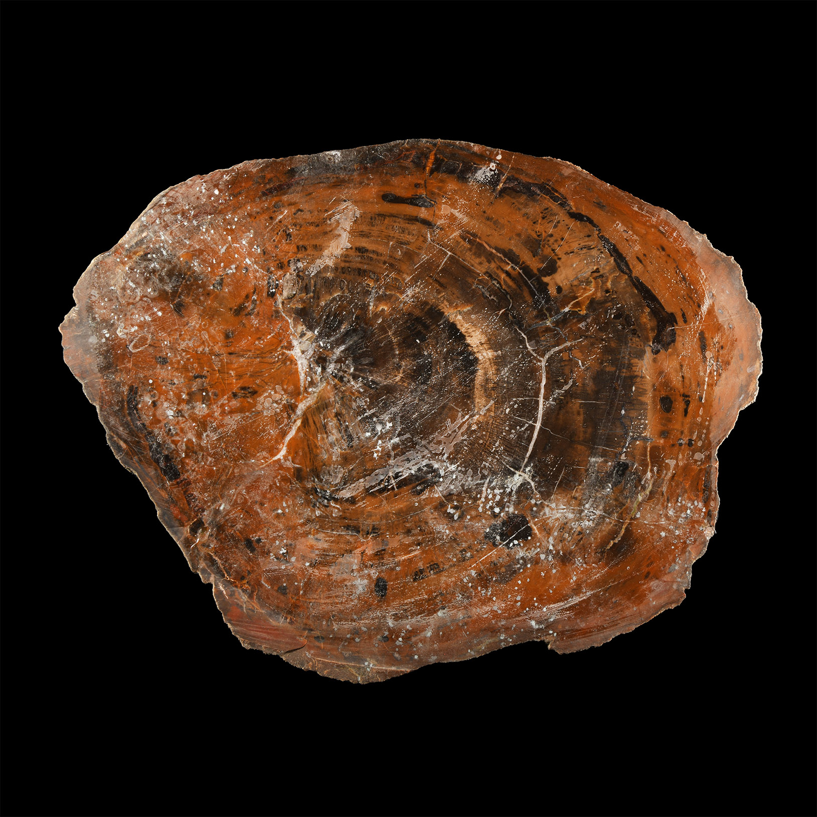 Natural History - Unpolished Cut Fossil Tree Trunk Slice
