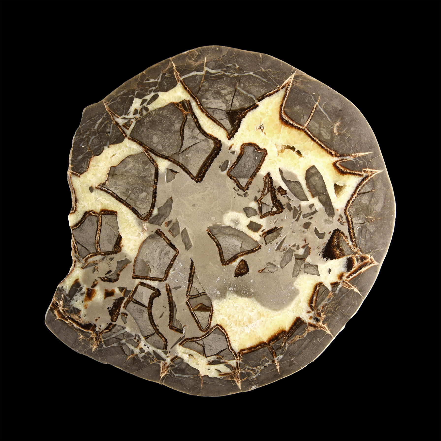 Natural History - Large Cut and Polished Septarian Egg Half