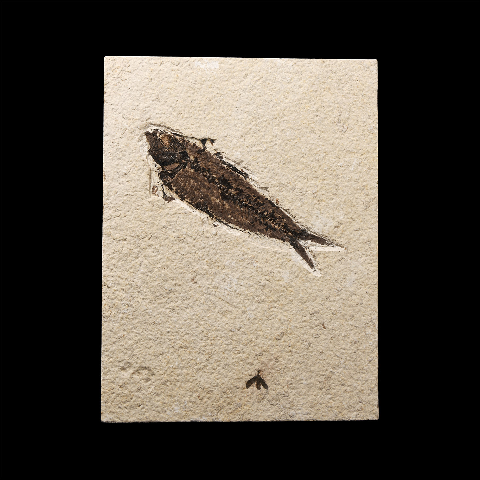 Natural History - Fossil Knightia Fish and Fly in Matrix