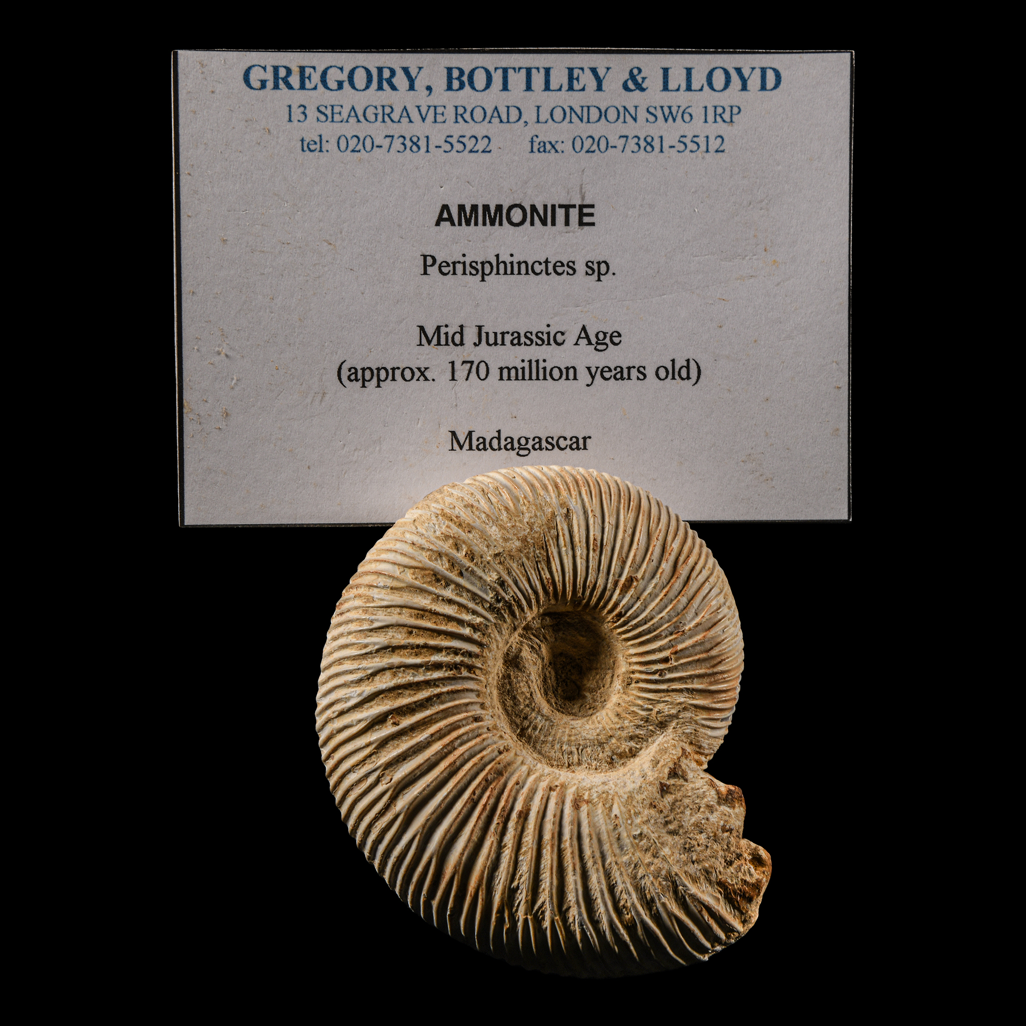 Natural History - Complete Fossil Ammonite
