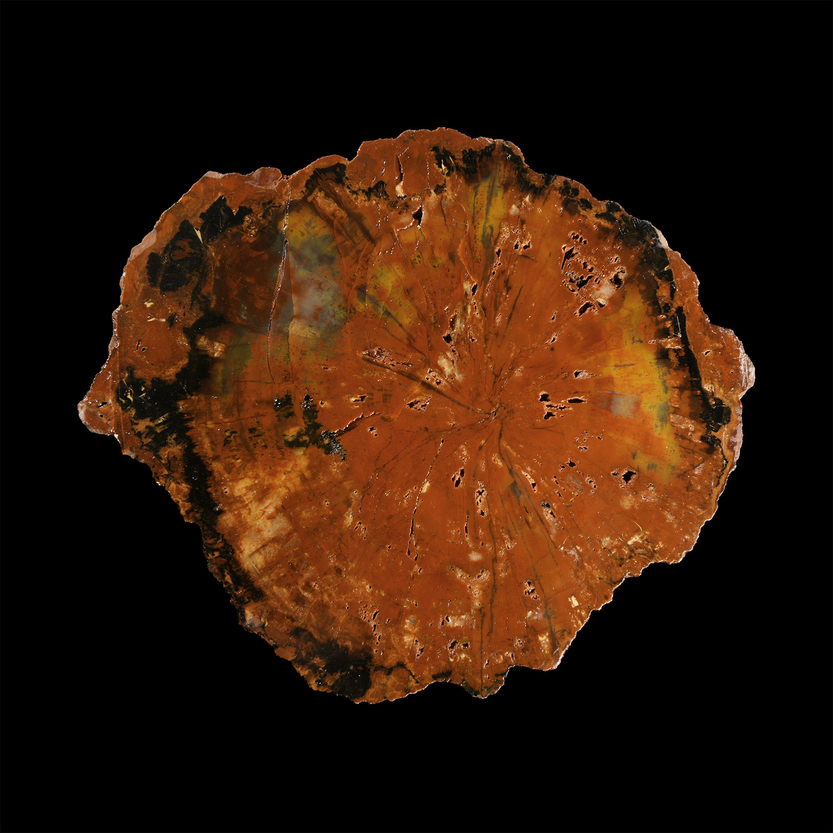 Natural History - Large Petrified Fossil Tree Trunk Slice