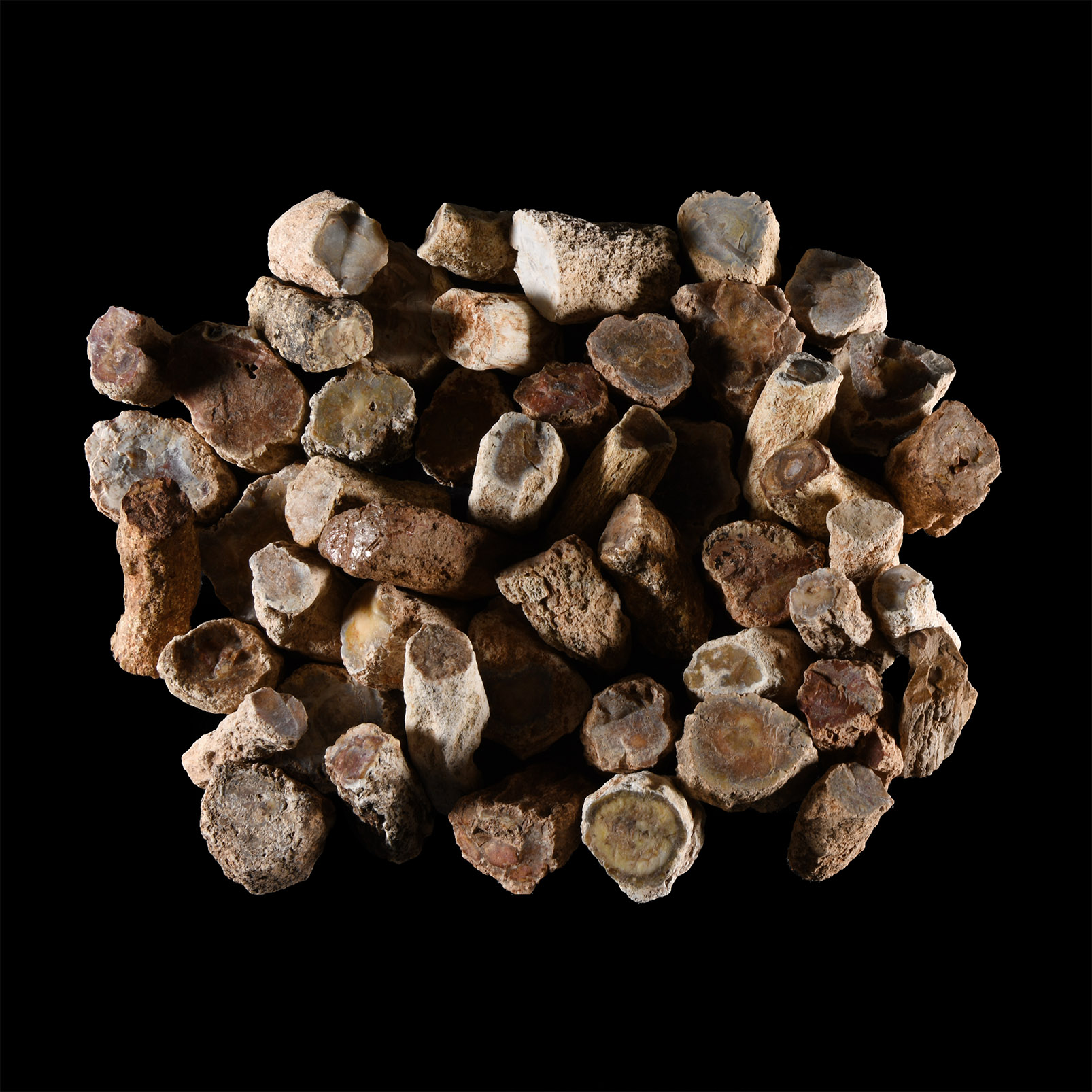 Natural History - Petrified Fossil Tree Branch Group [50]