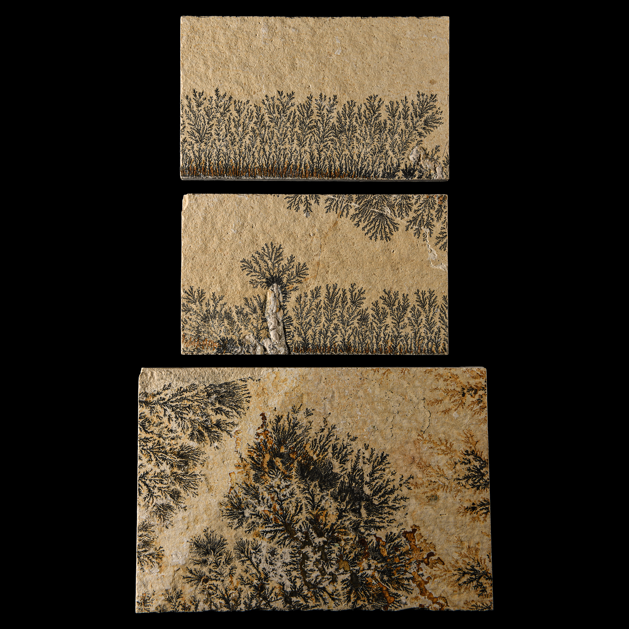 Natural History - Mocha Stone (Dendritic Limestone) Tile Group [3]