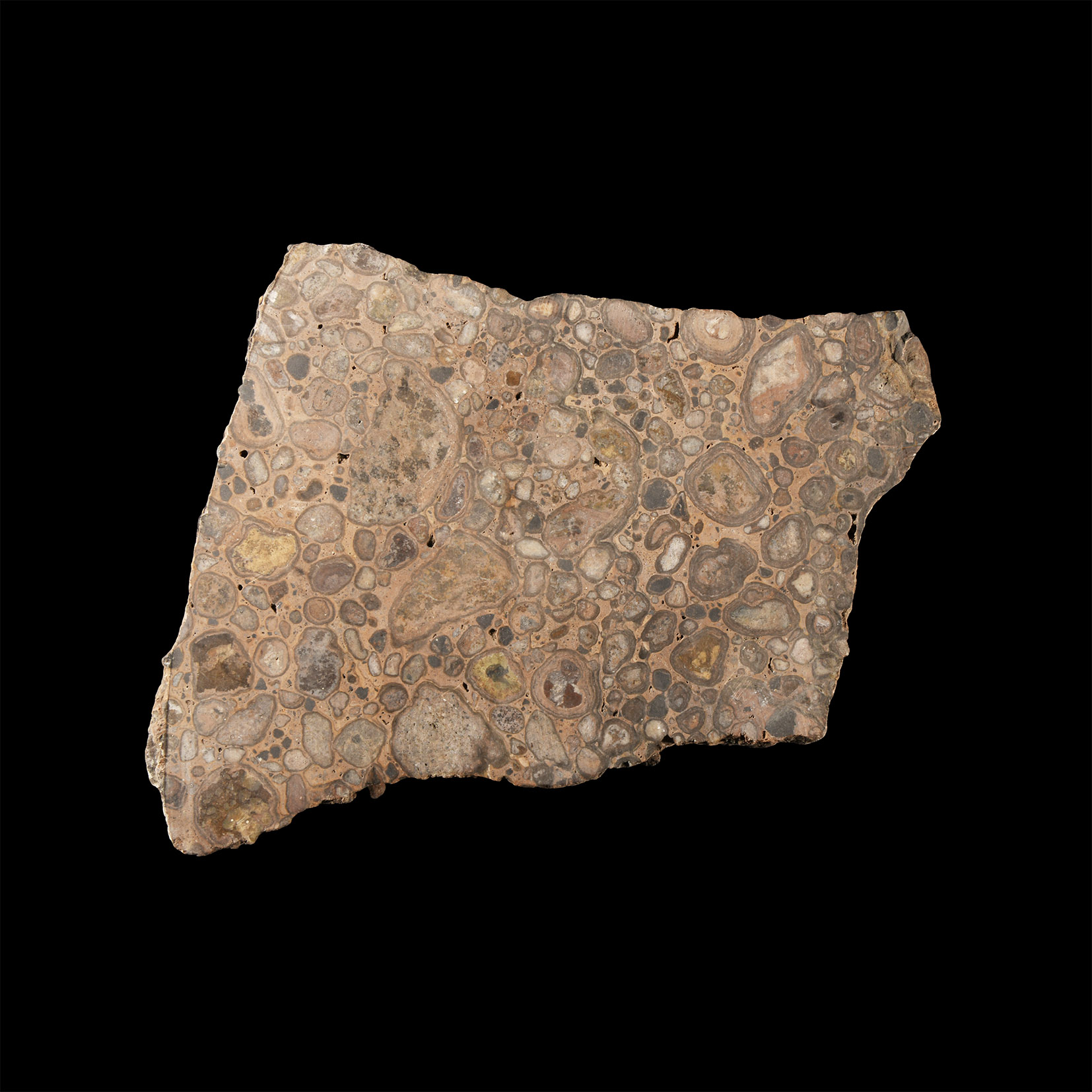 Natural History - Large Polished 'Puddlestone' 50mm Thick Section