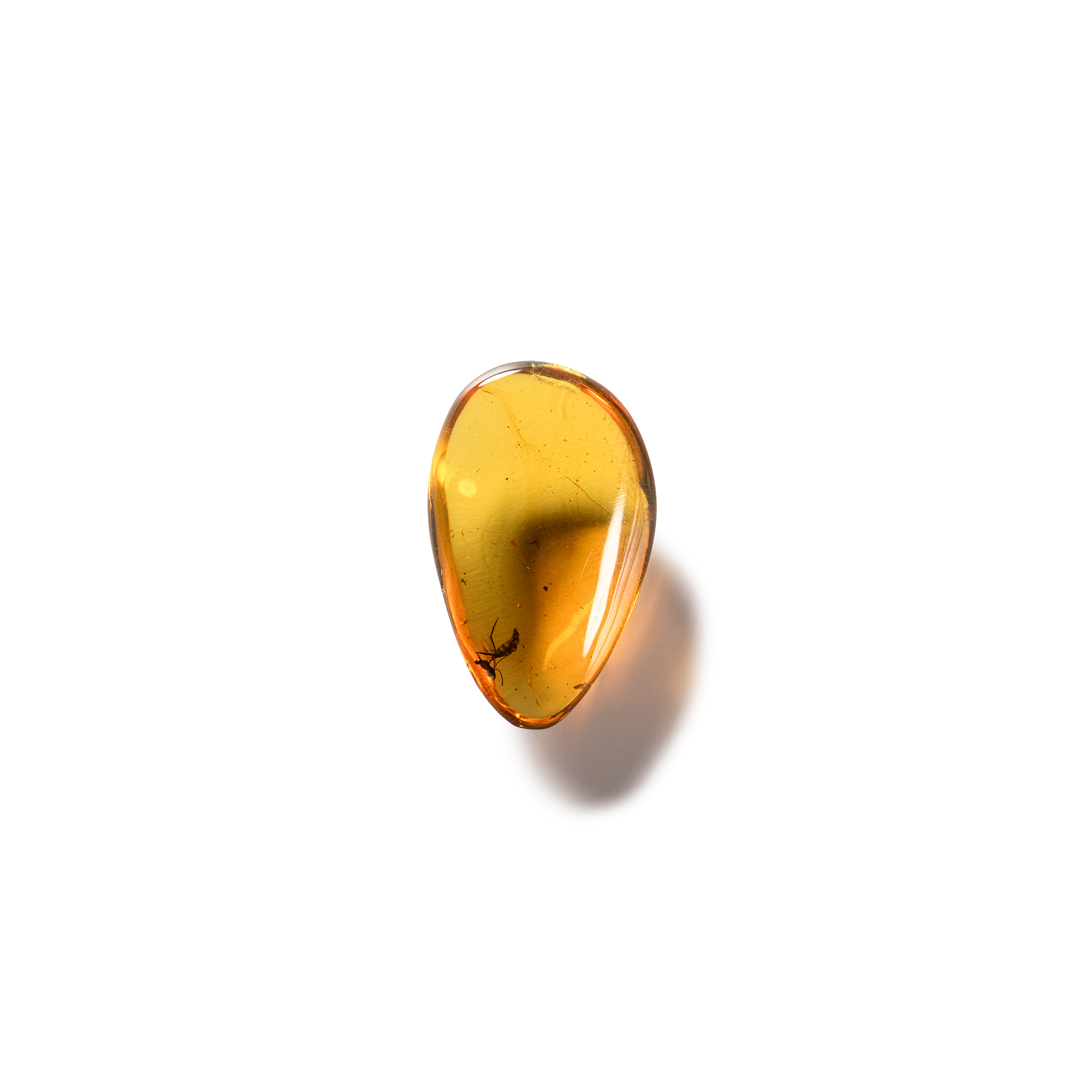 Natural History - Amber with Insect Inclusion