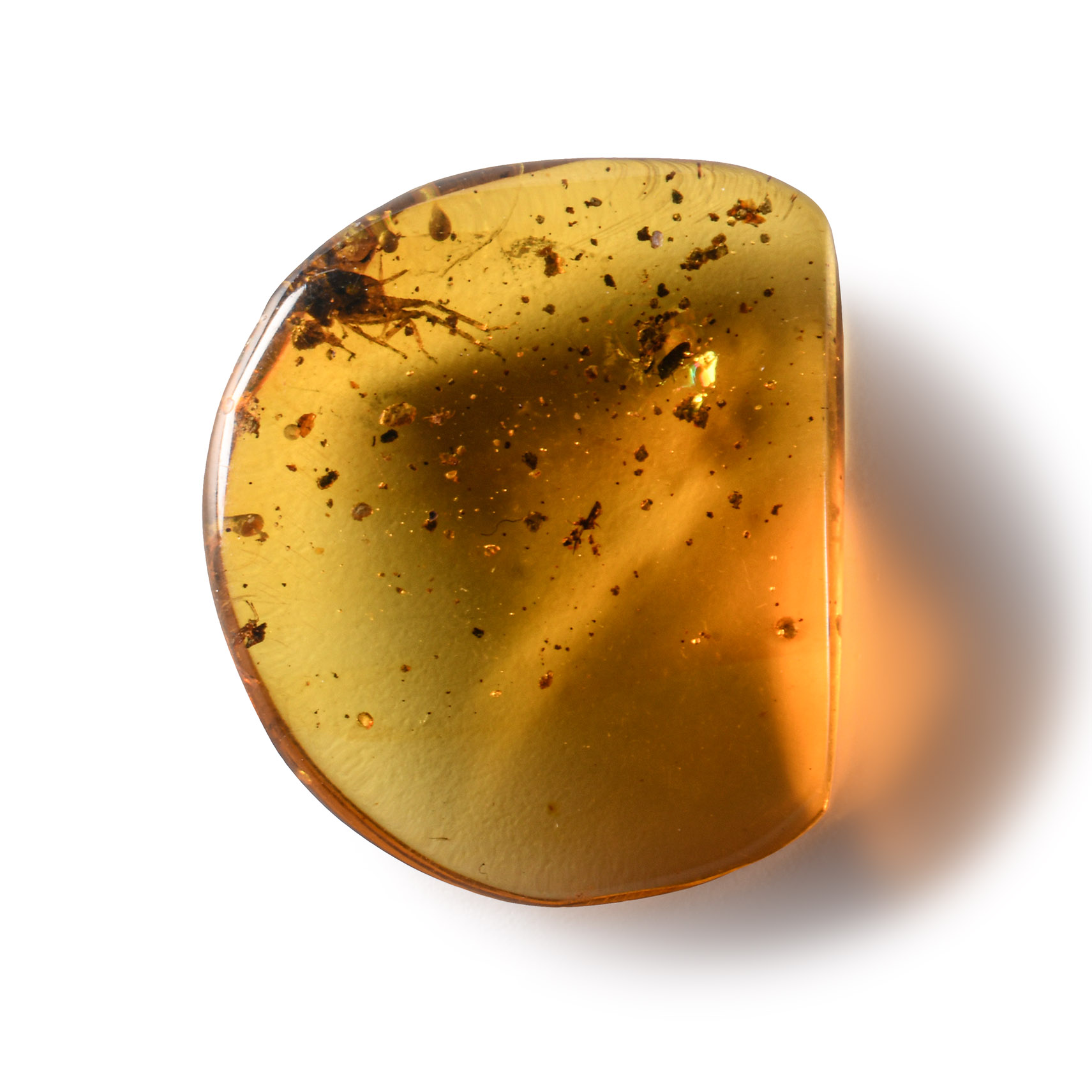 Natural History - Amber with Insect Inclusion