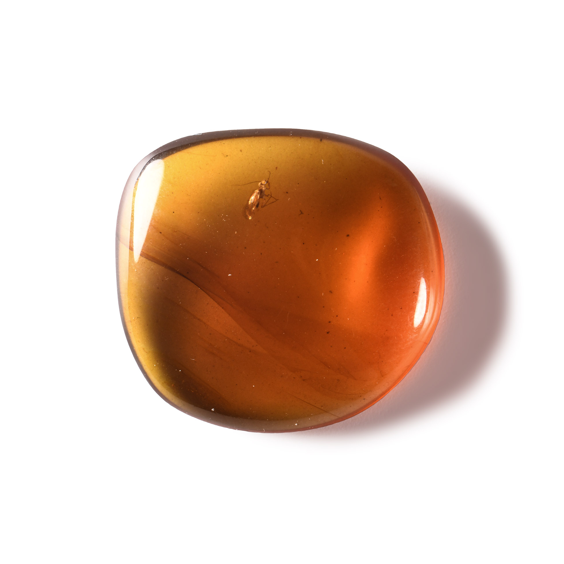 Natural History - Amber with Insect Inclusion