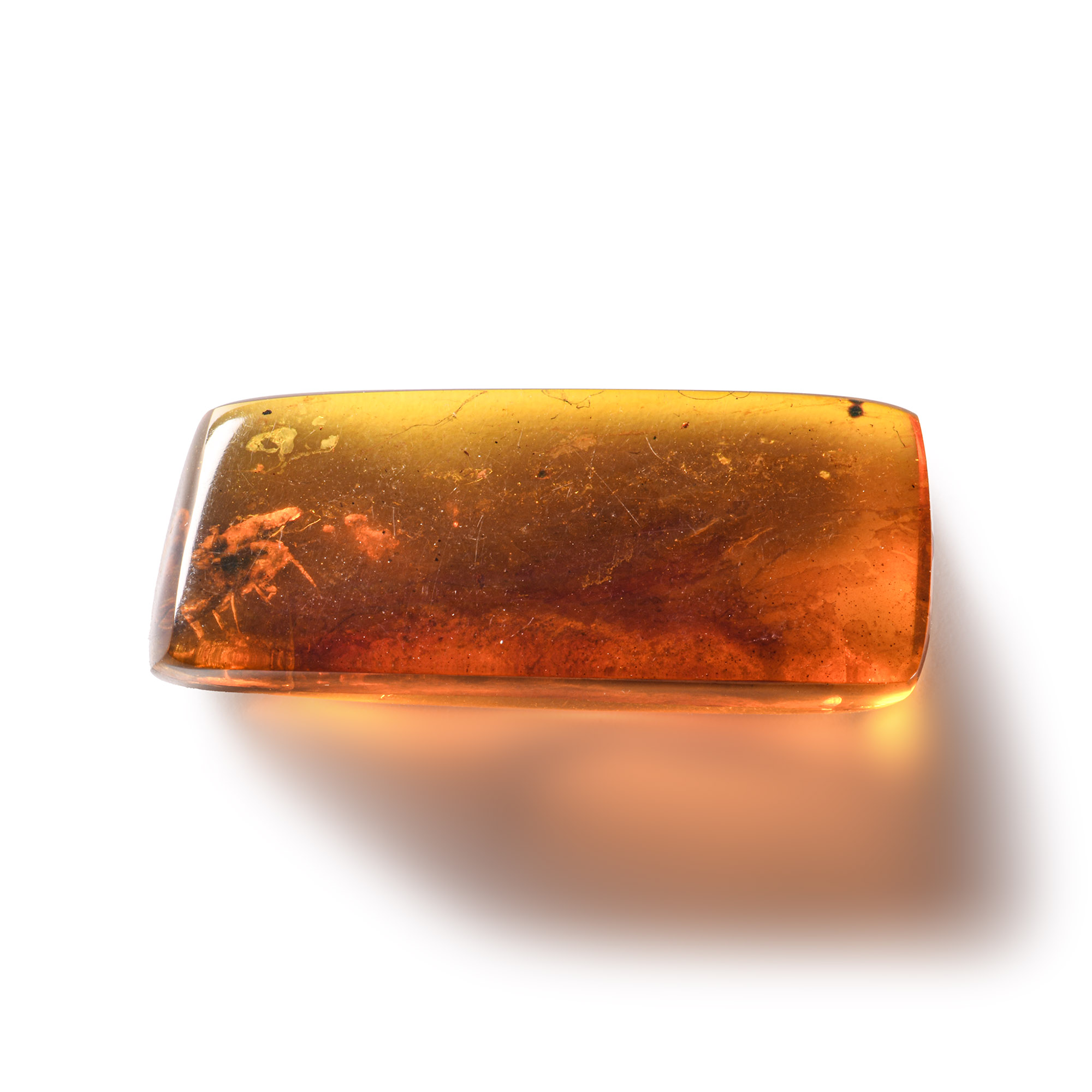 Natural History - Amber with Insect Inclusions