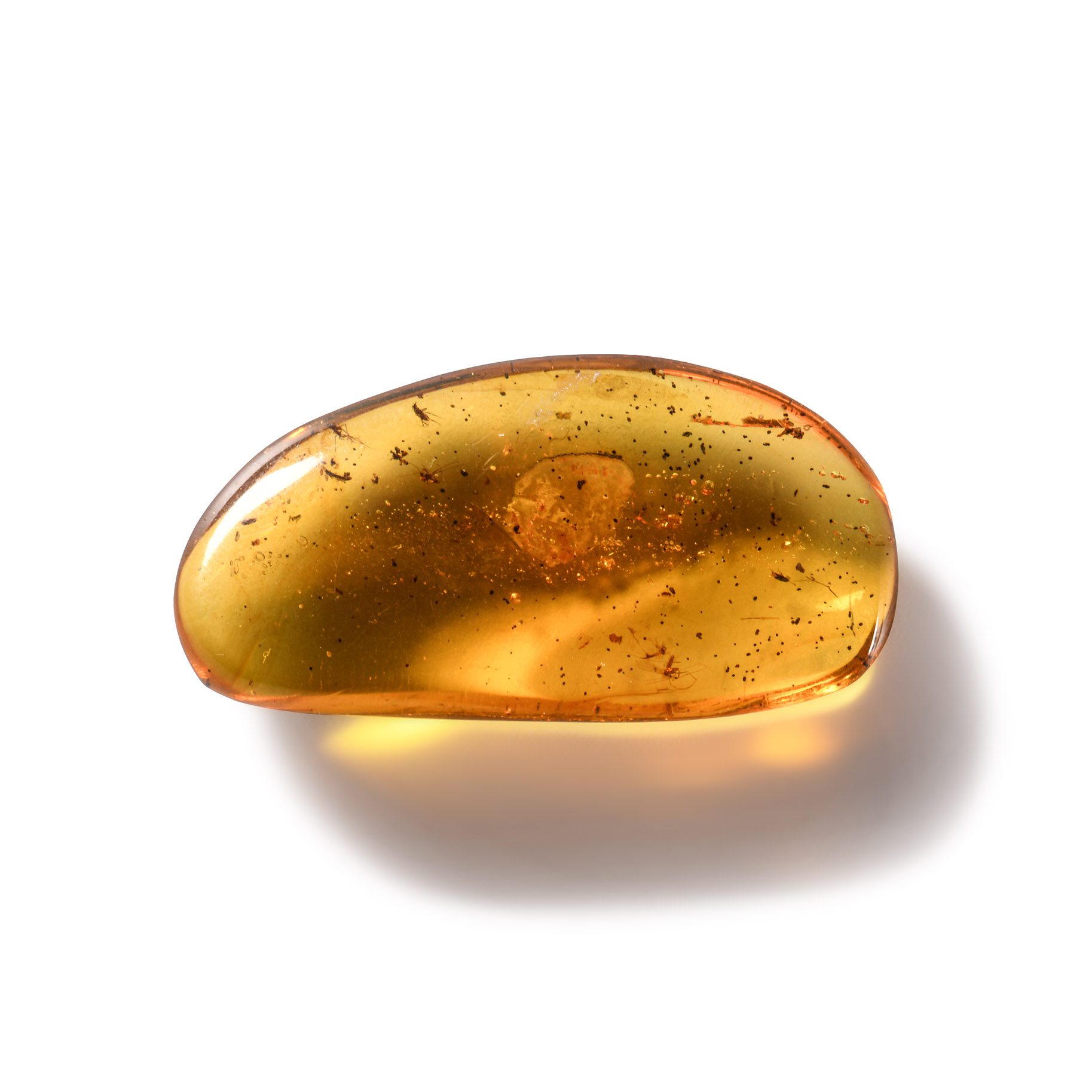 Natural History - Amber with Insect Inclusions