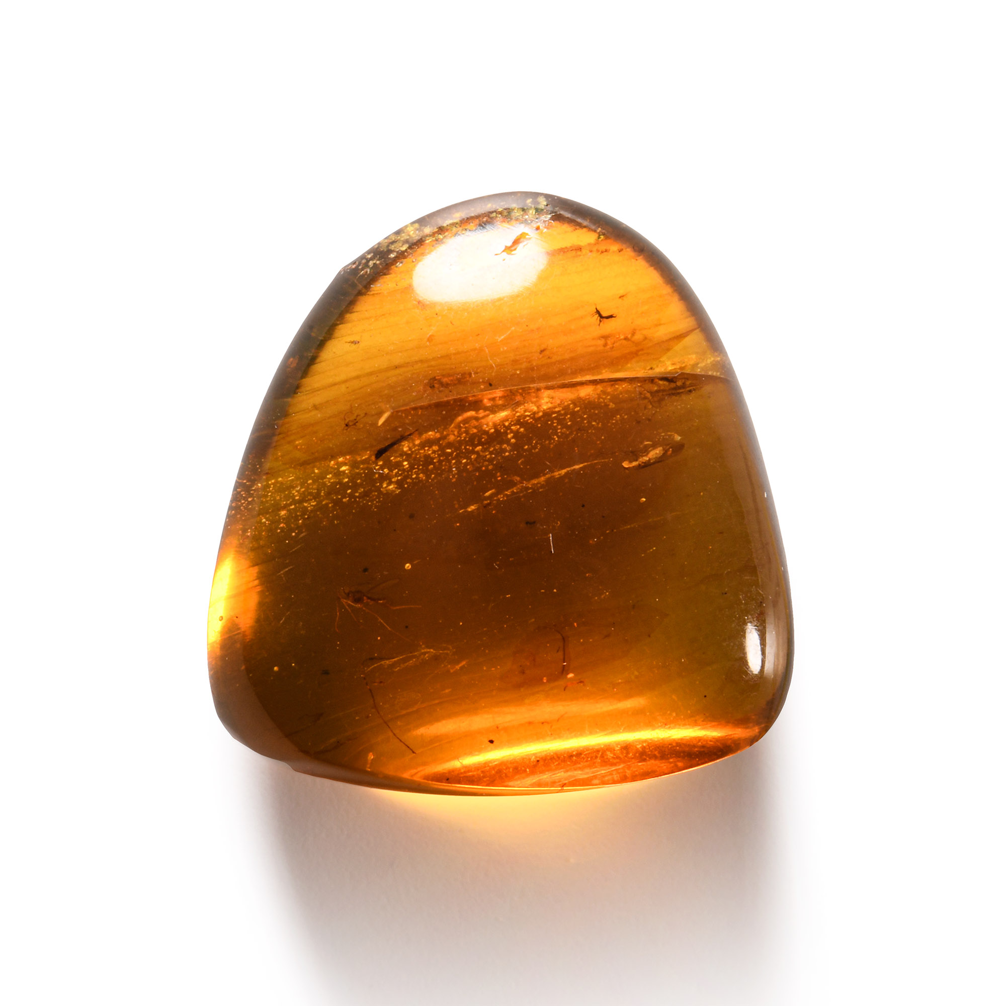 Natural History - Amber with Insect Inclusions