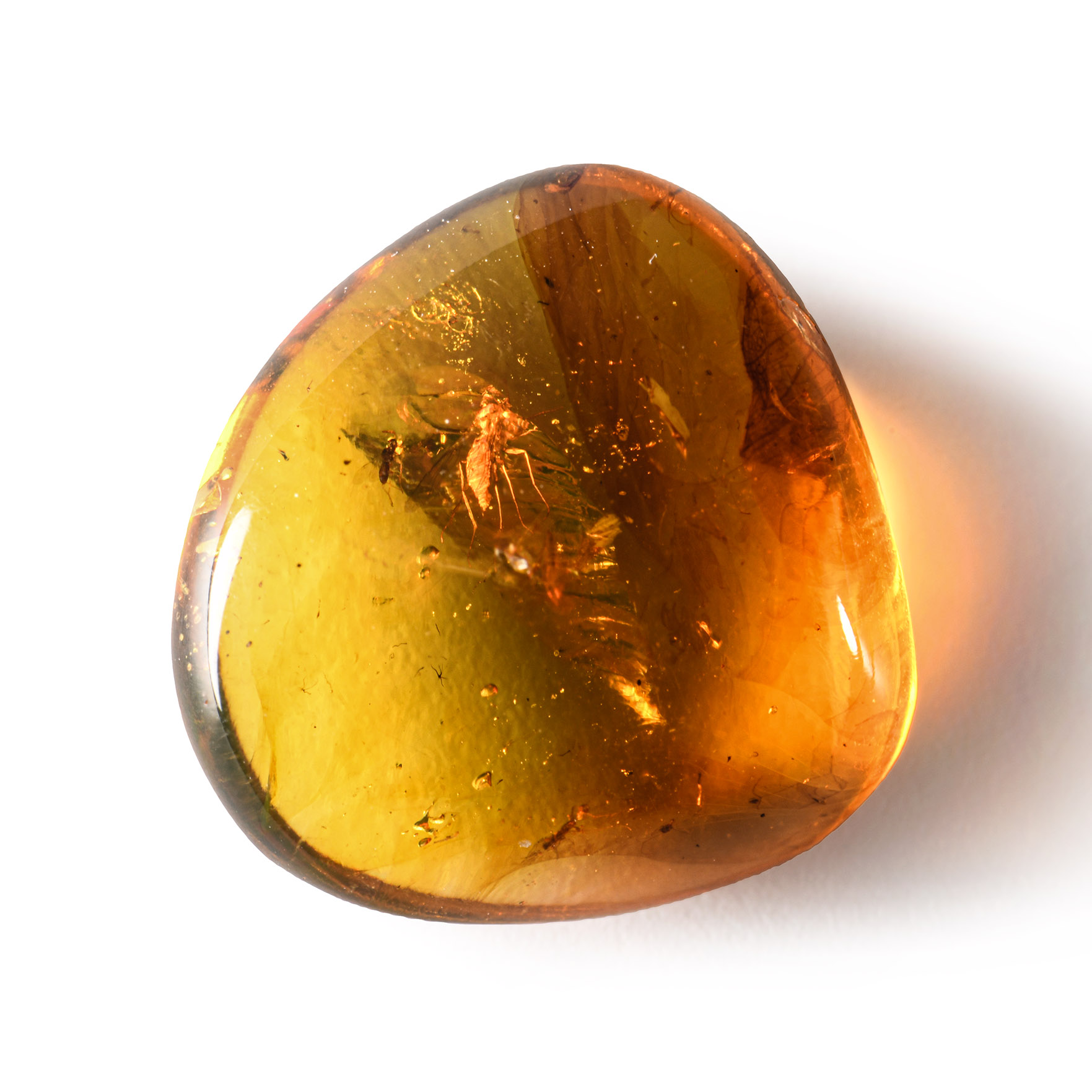 Natural History - Amber with Insect Inclusions