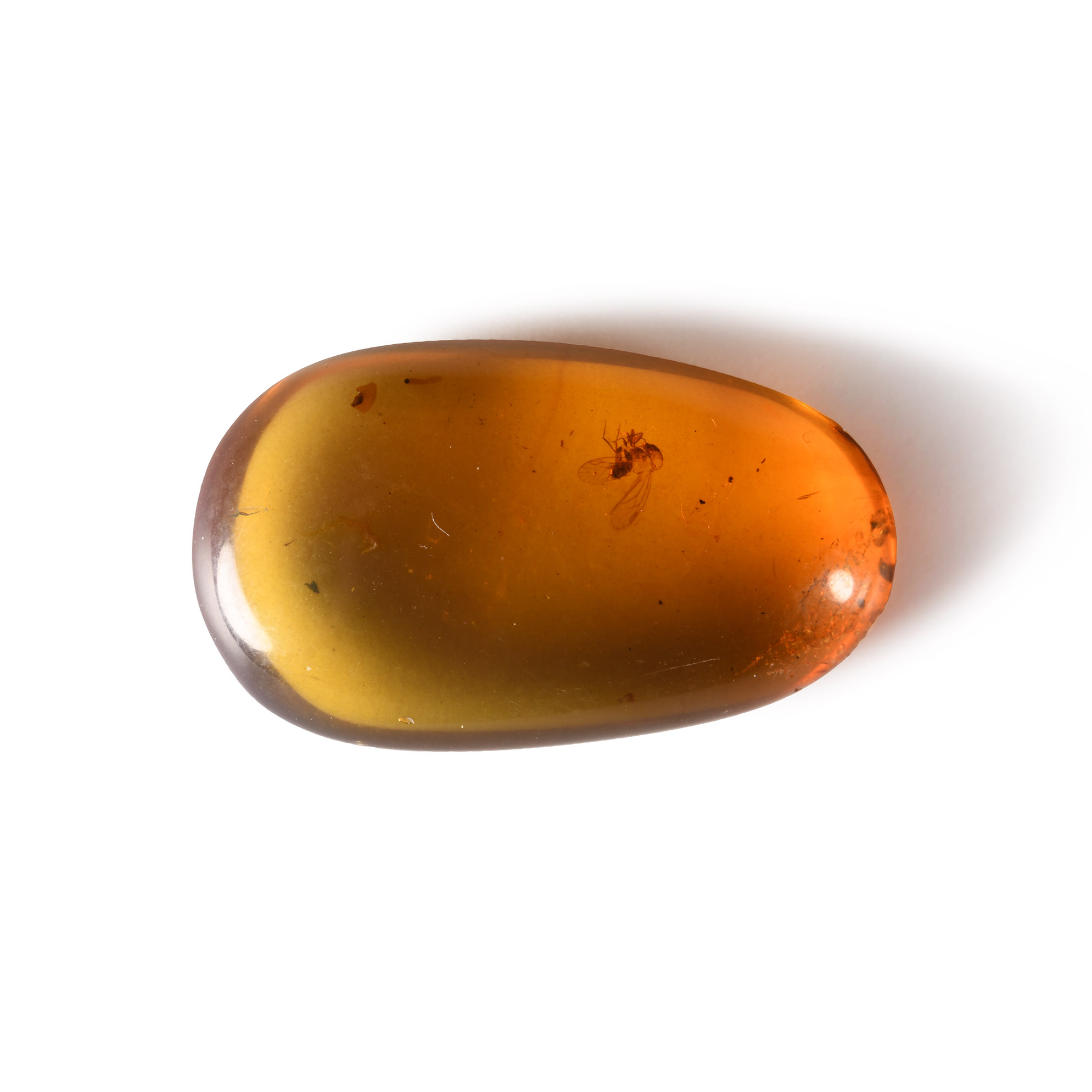 Natural History - Amber with Insect Inclusions