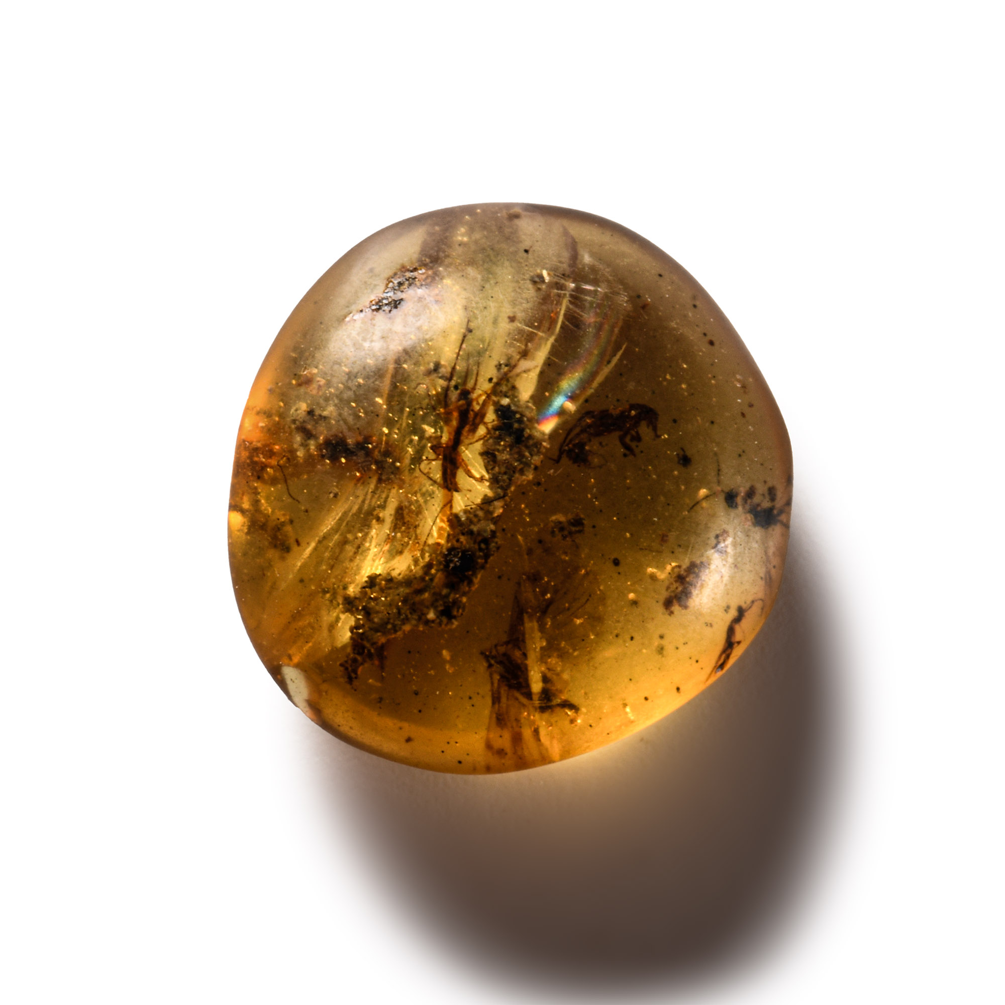 Natural History - Amber with Insect Inclusions