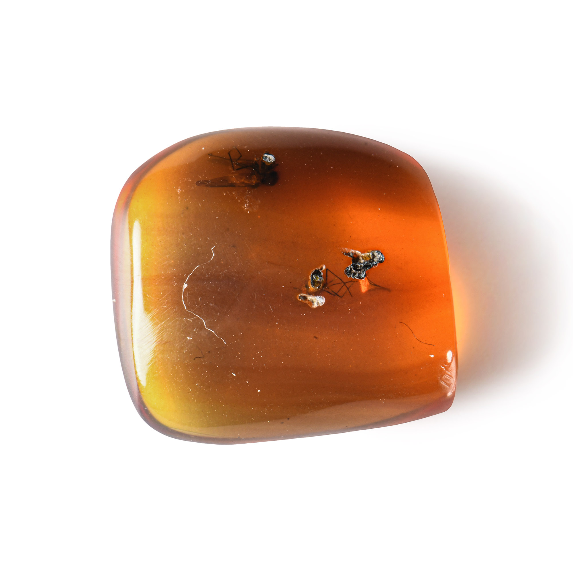 Natural History - Amber with Insect Inclusions