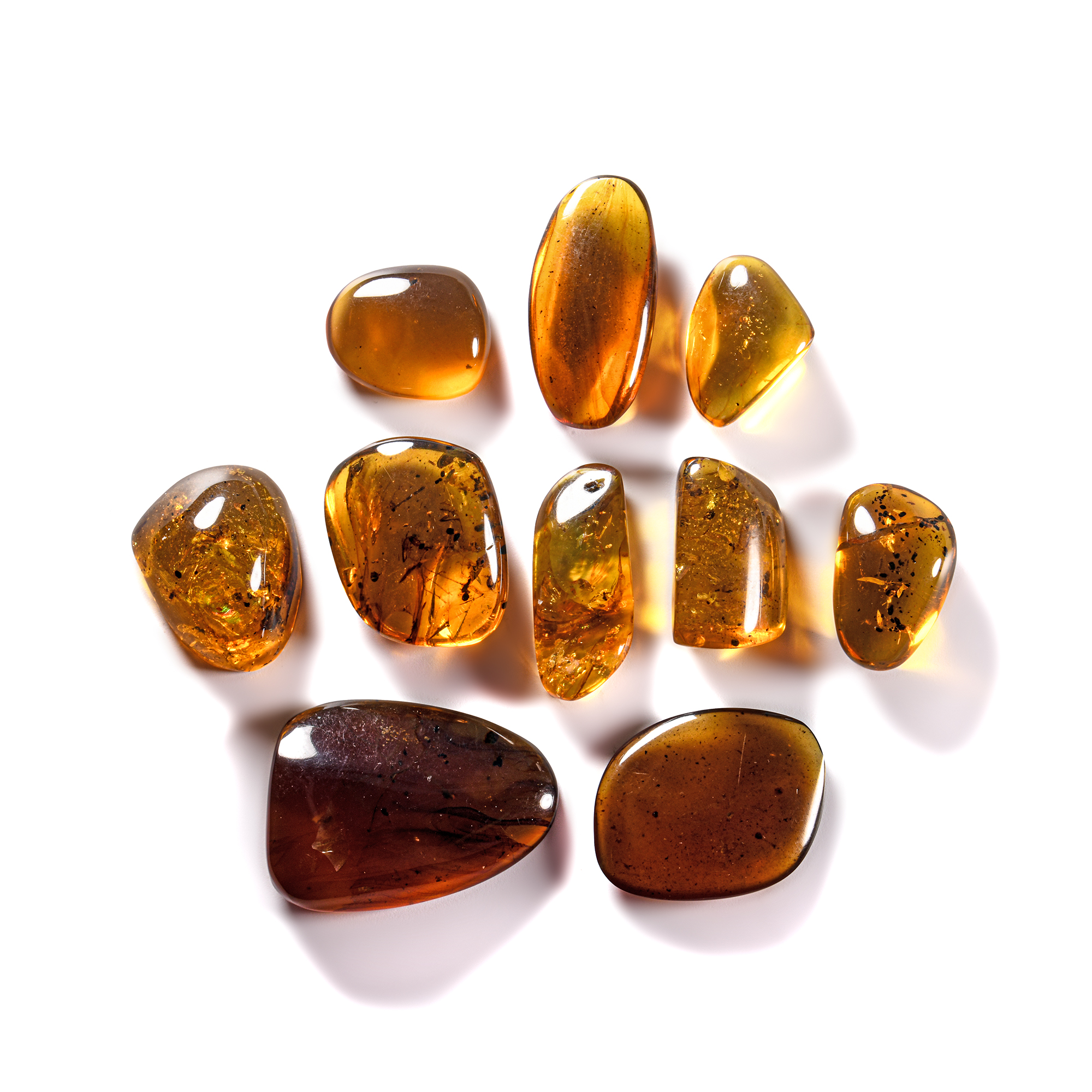 Natural History - Amber Group with Insect Inclusions