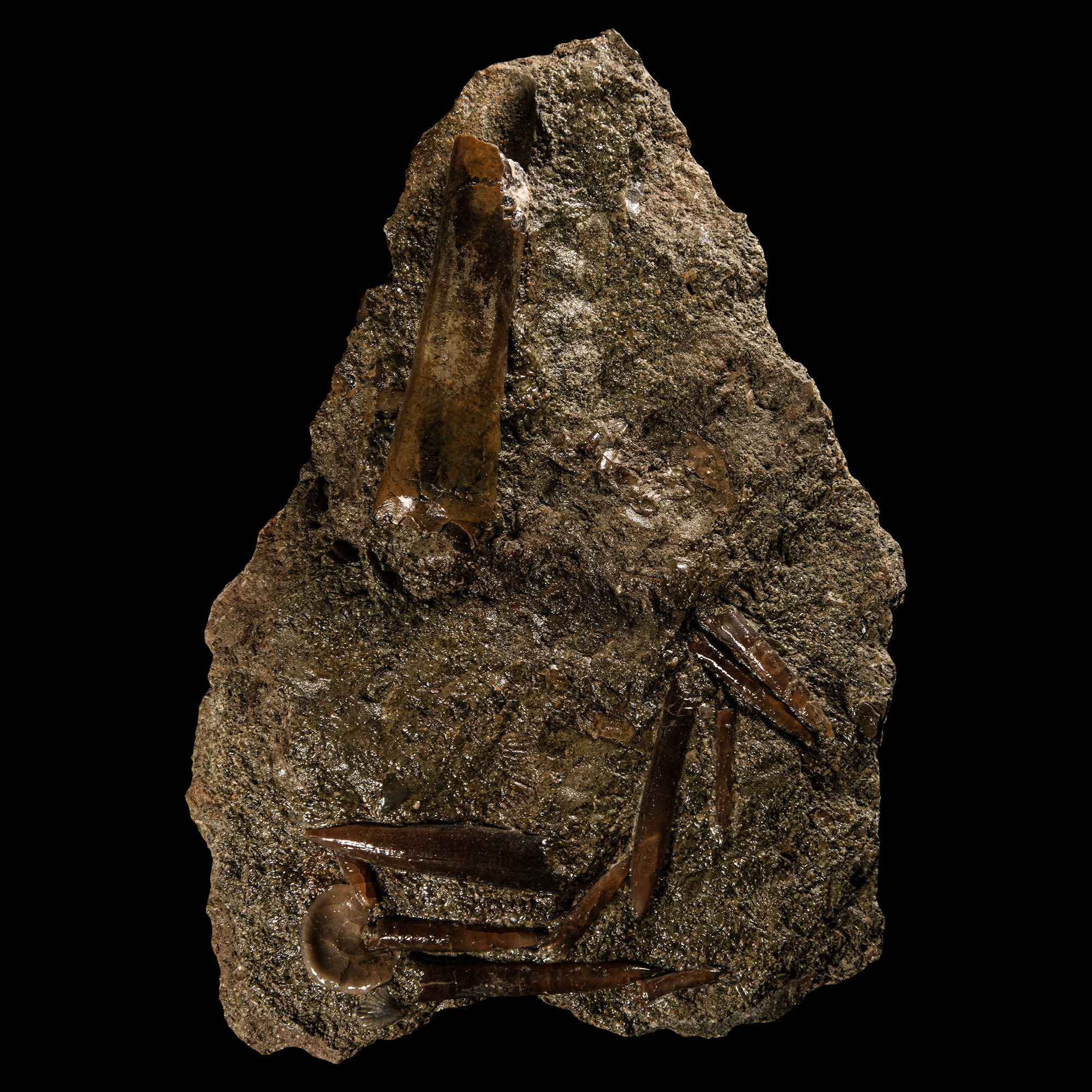 Natural History - 'English' Belemnite Group