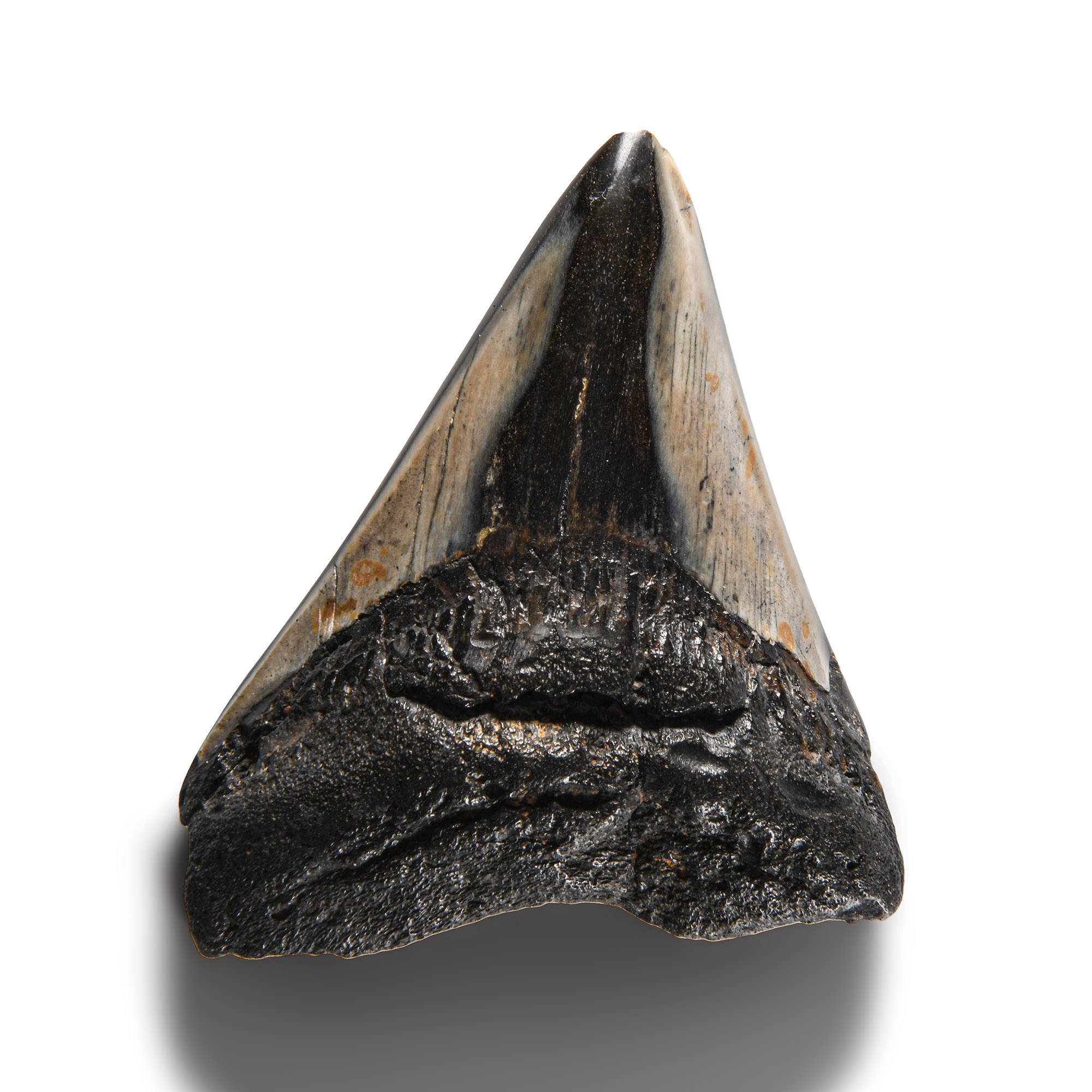 Natural History - Megalodon Giant Shark Fossil Tooth