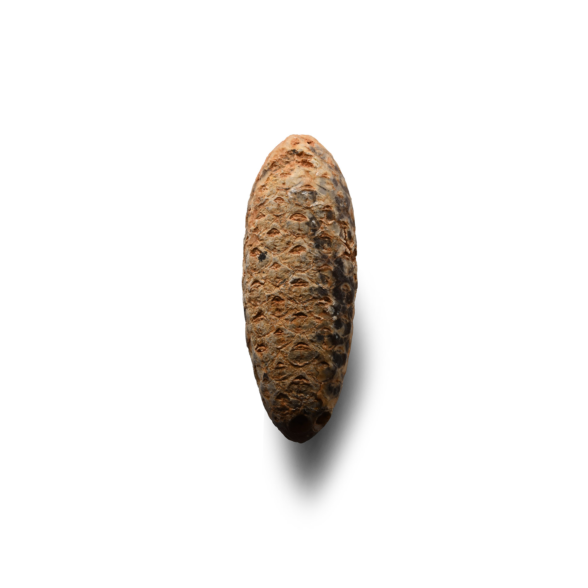 Natural History - Fossil Pine Cone