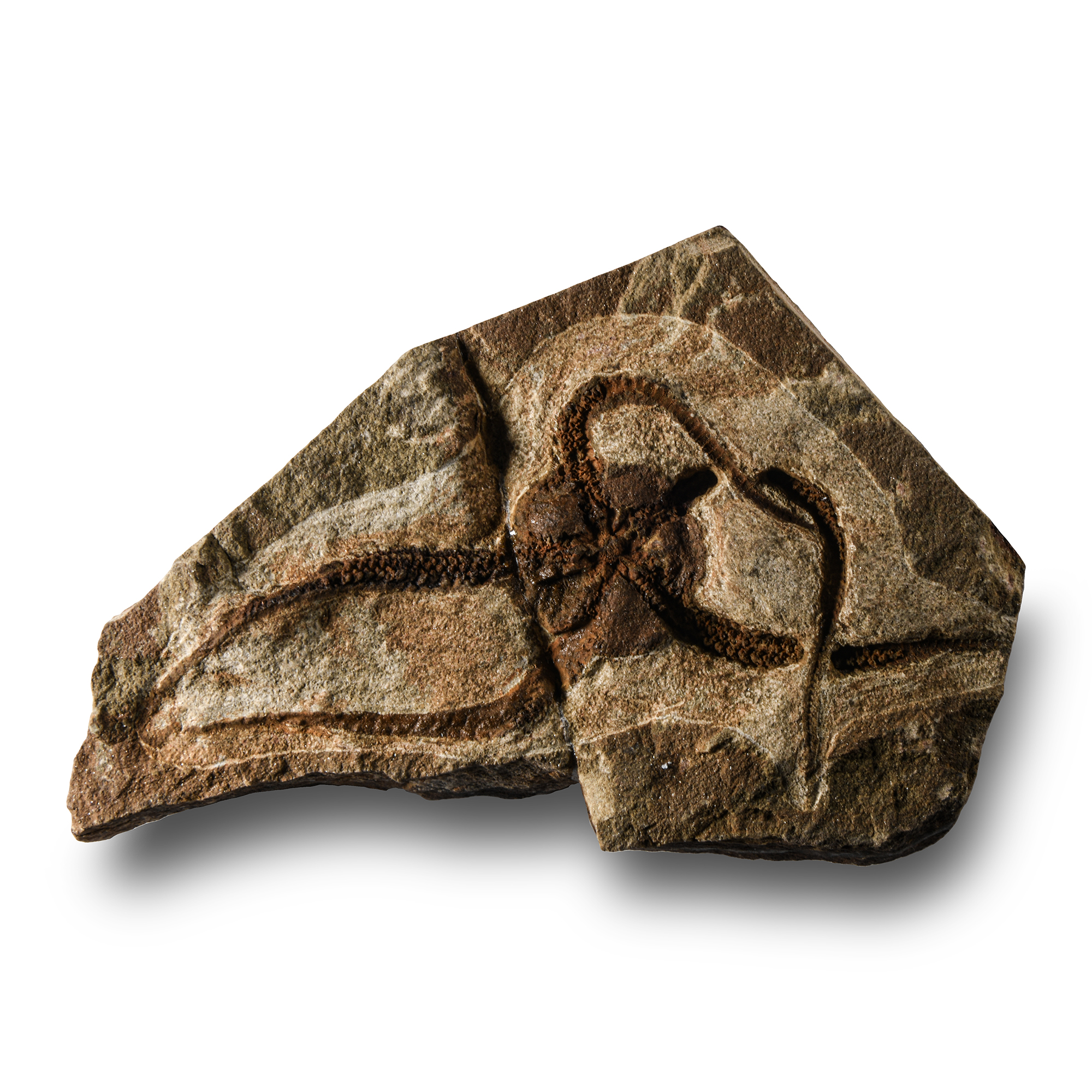 Natural History - Fossil Brittle Star