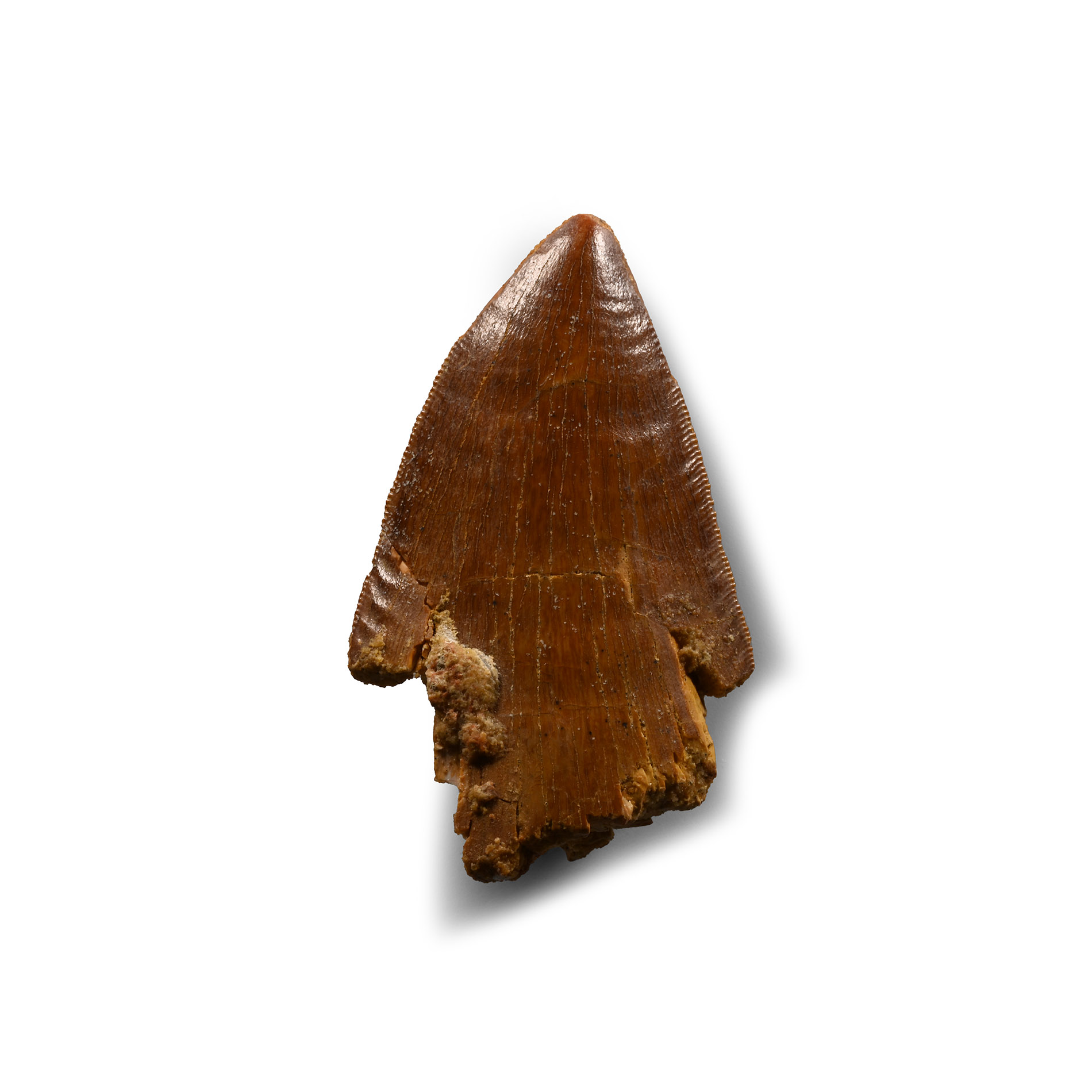 Natural History - African 'T-rex' Fossil Tooth